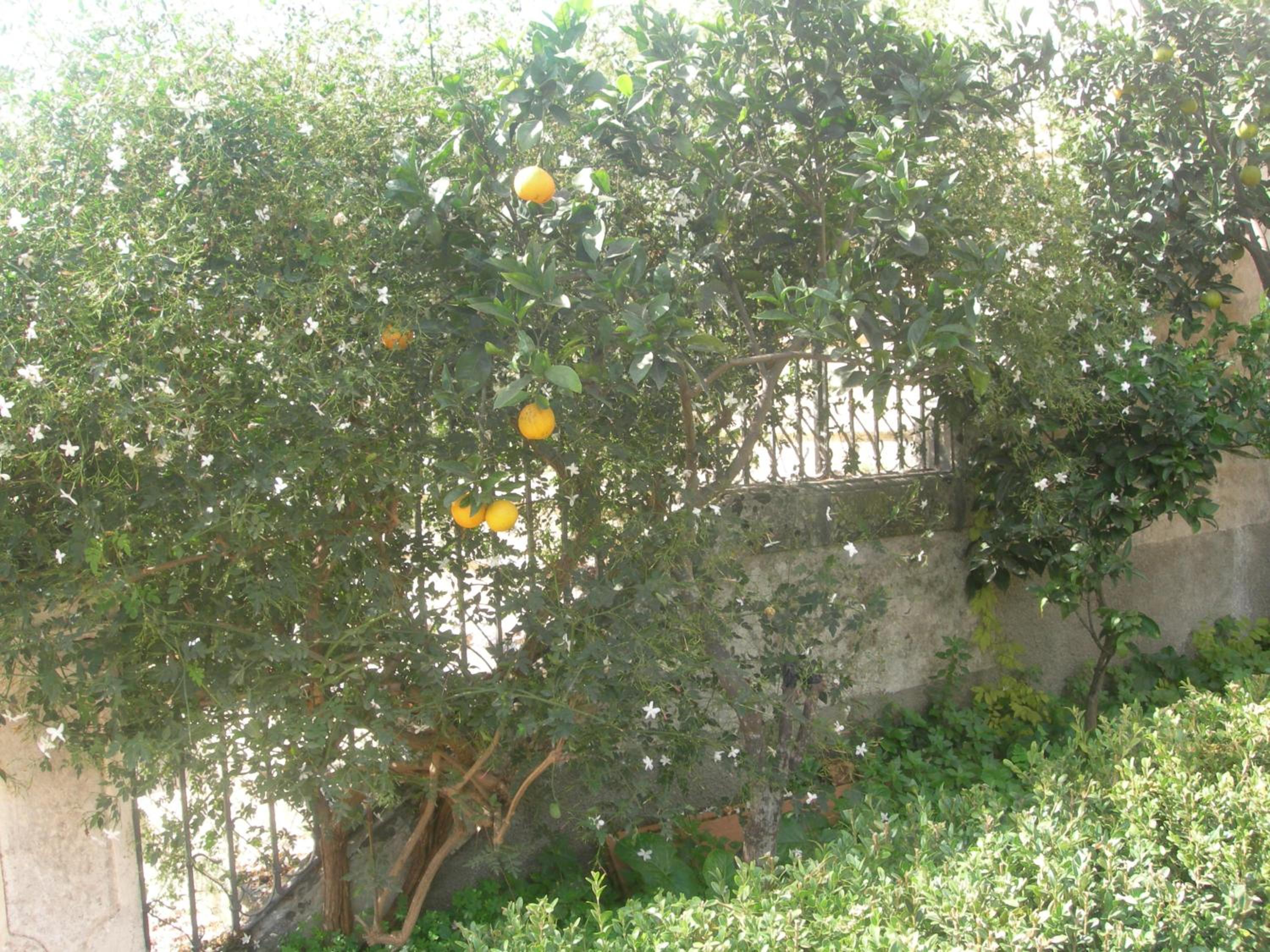 Photo 52