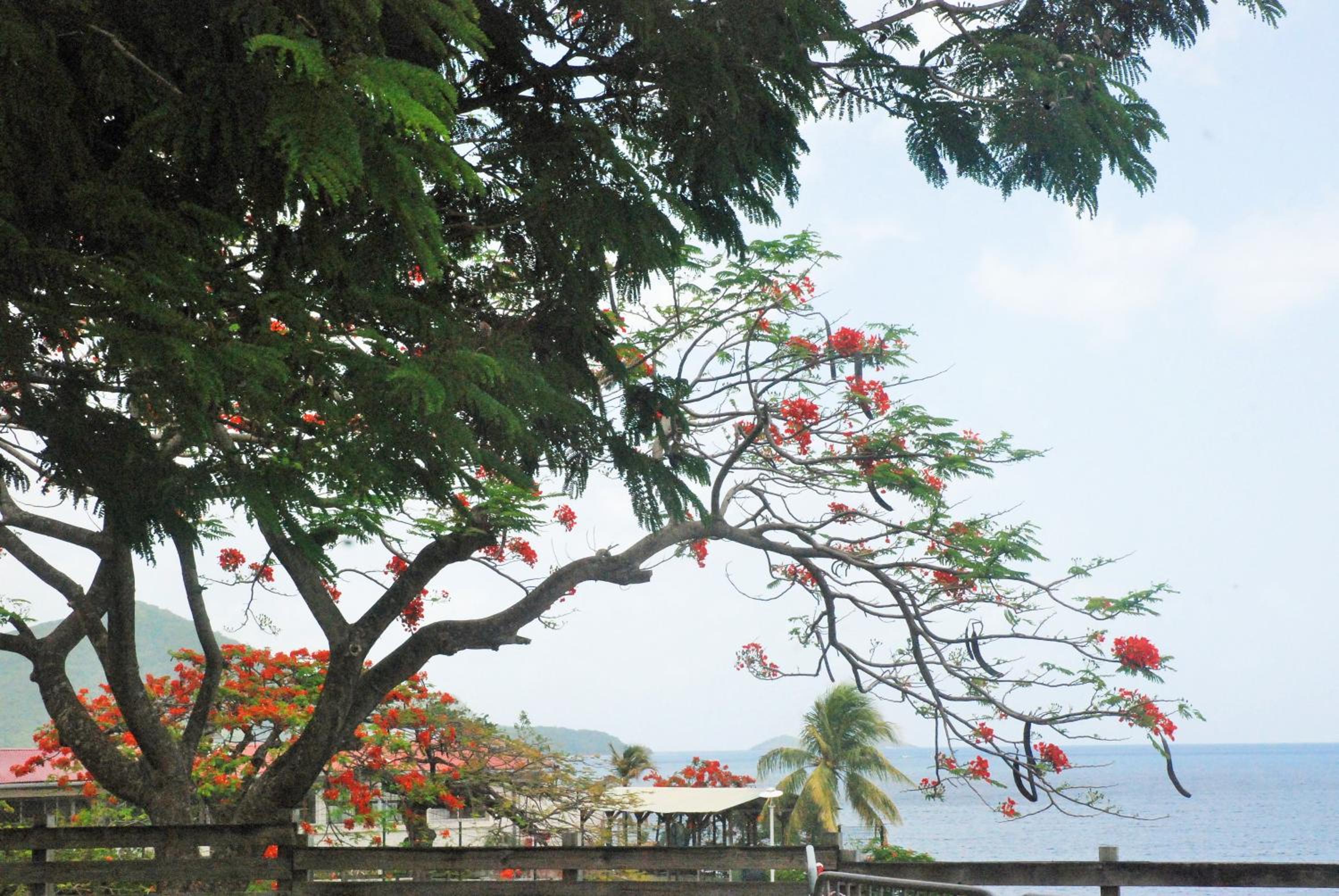 Bungalow PAPAYE