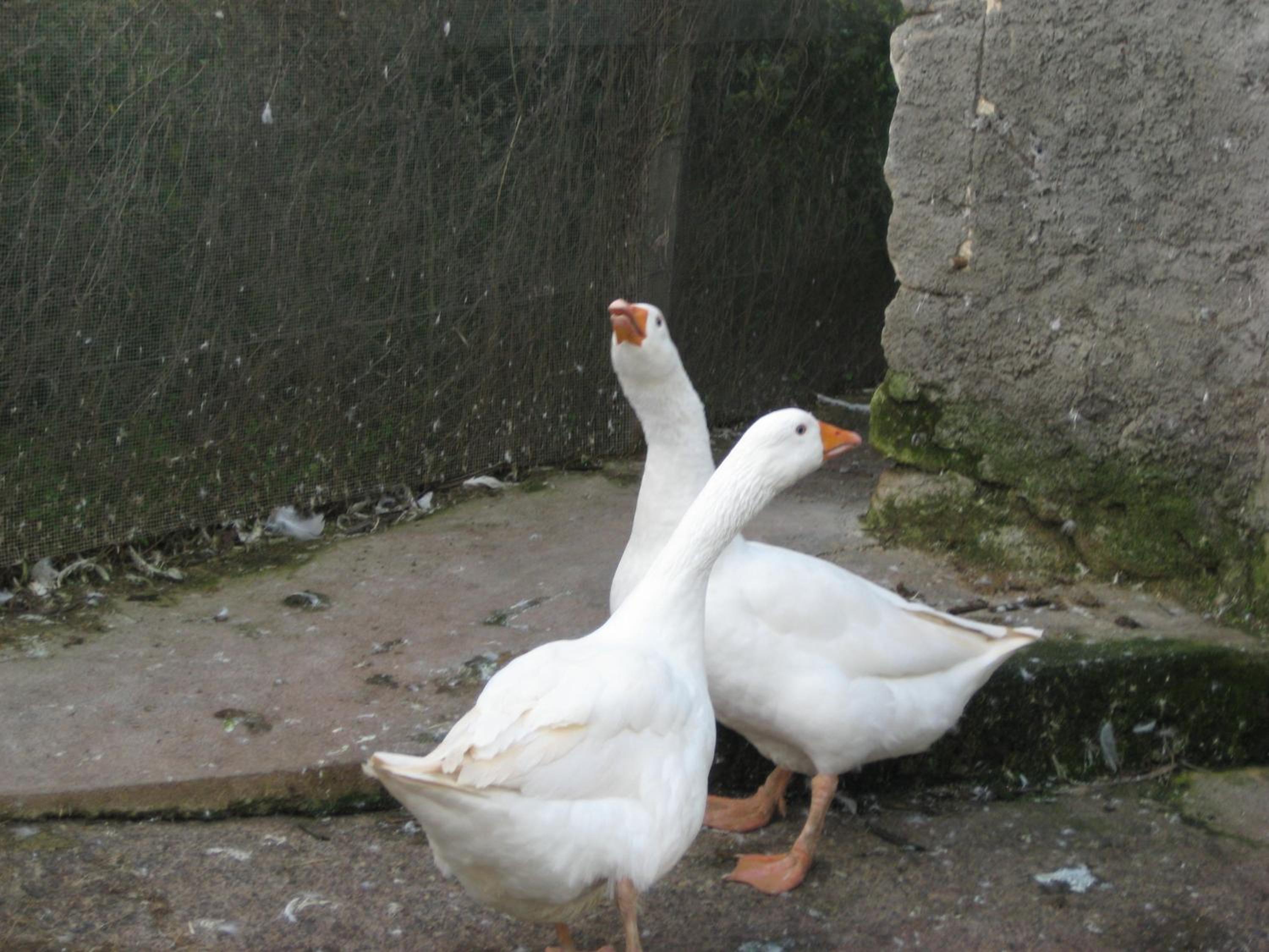 Photo 79