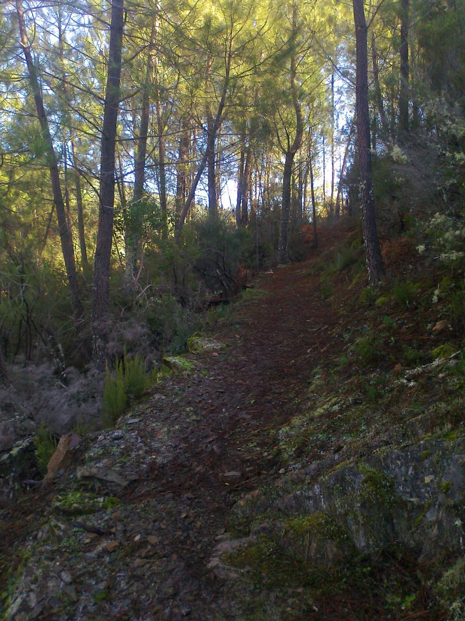 Casas Rurales Prunus Avium