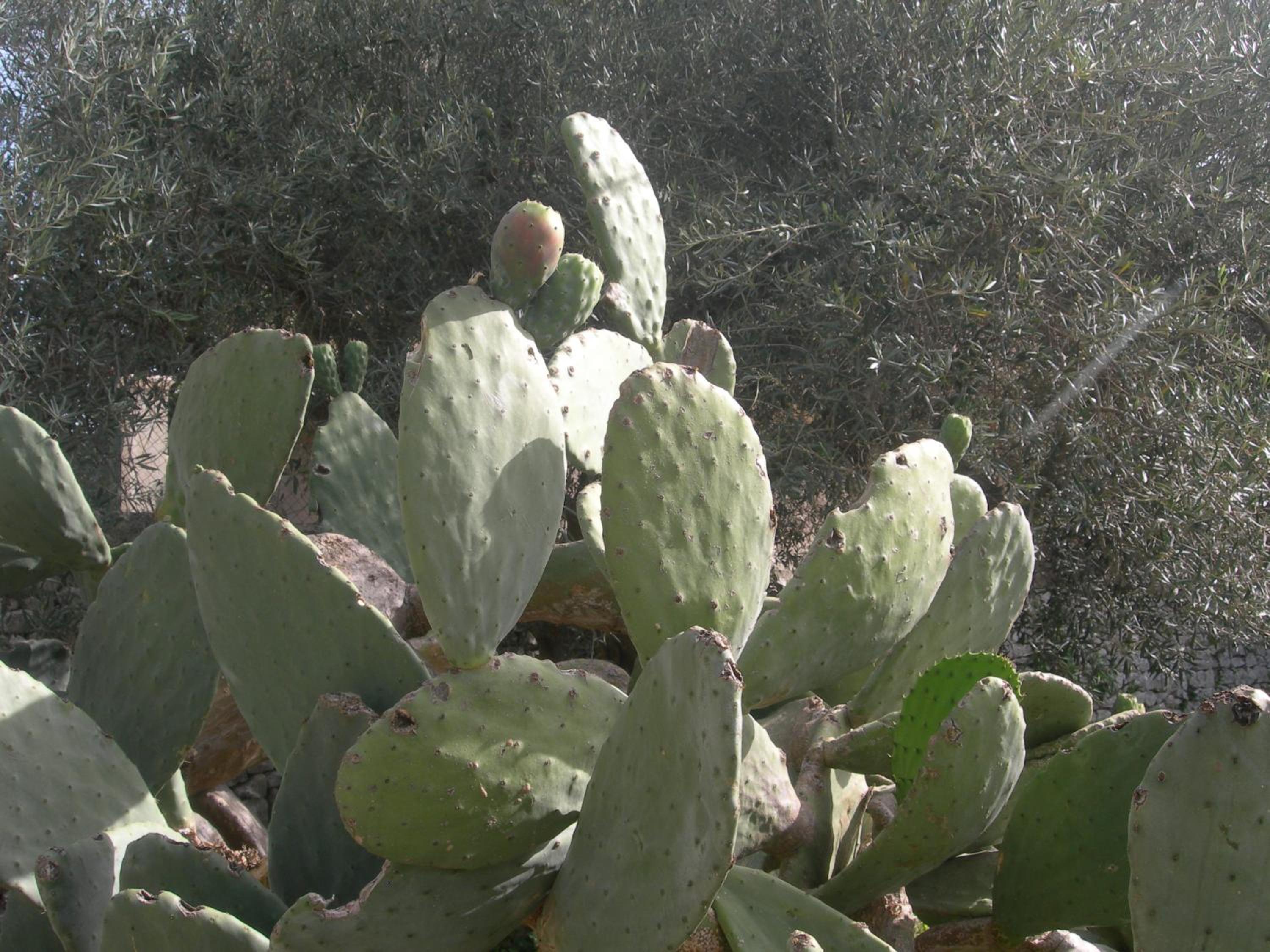 Photo 46