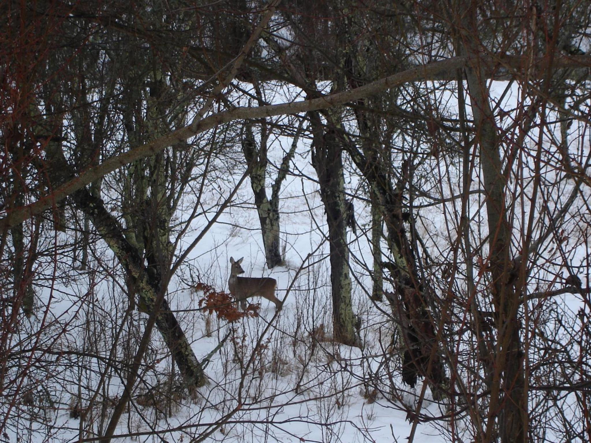 Photo 42