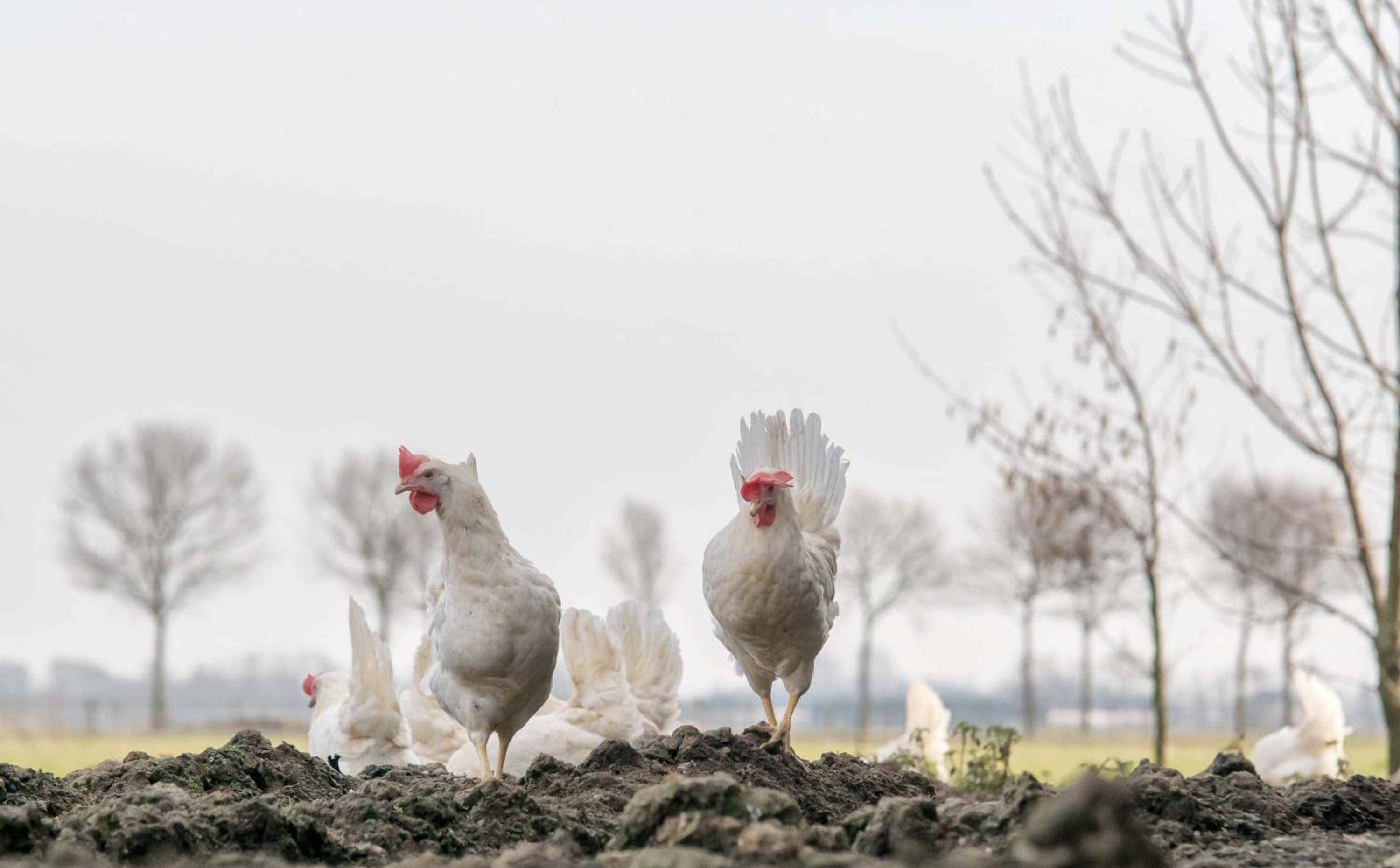 Boerderij Zonneveld