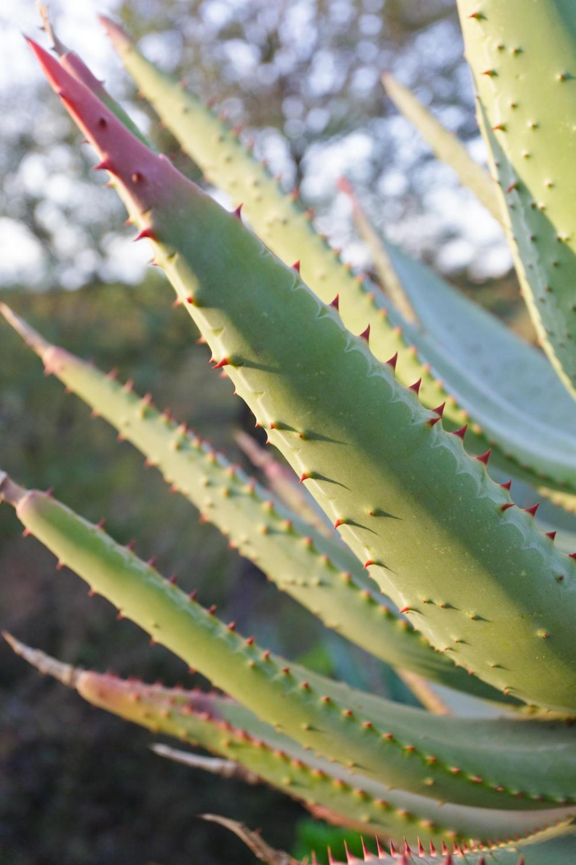 Aloe Manor