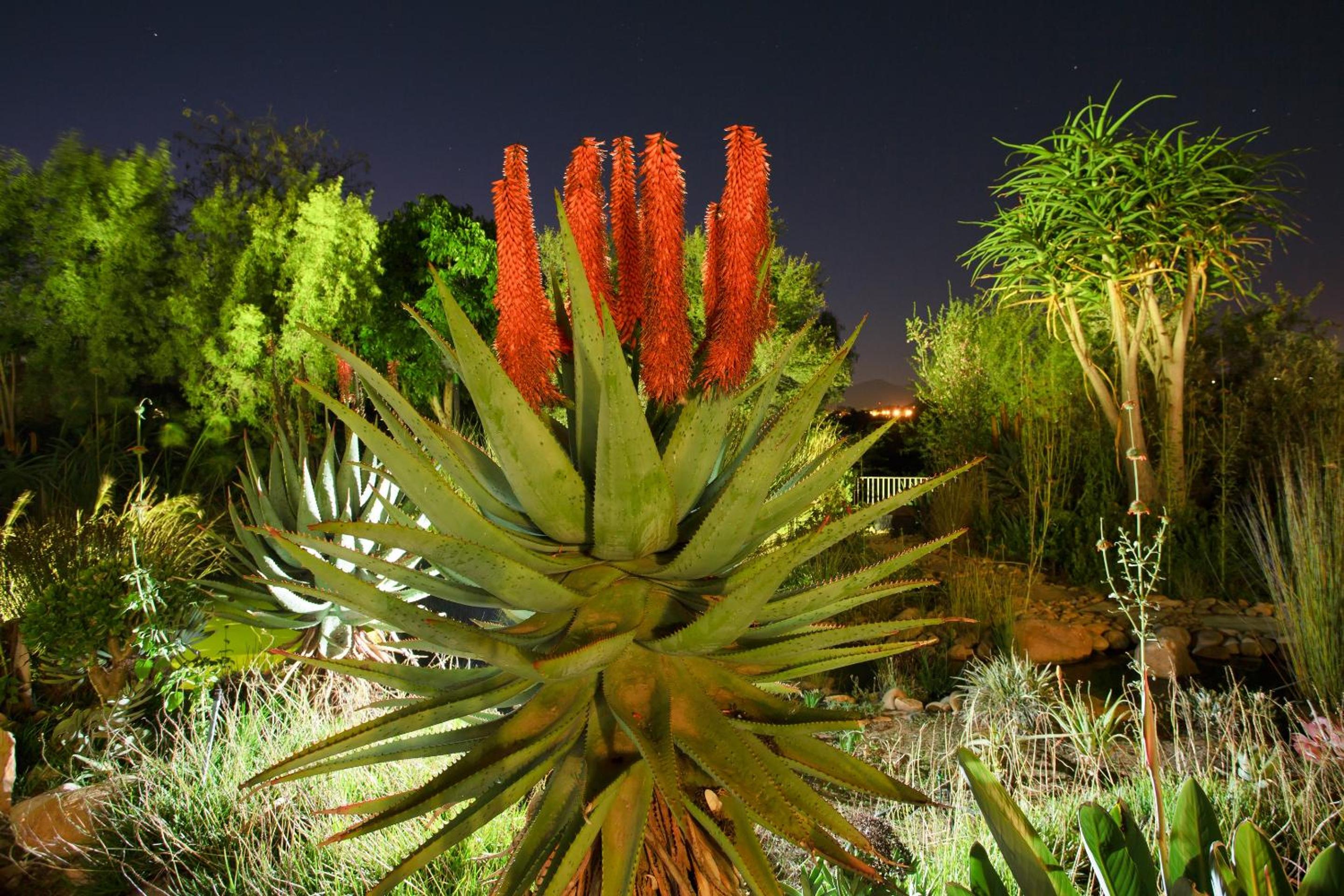 Aloe Manor