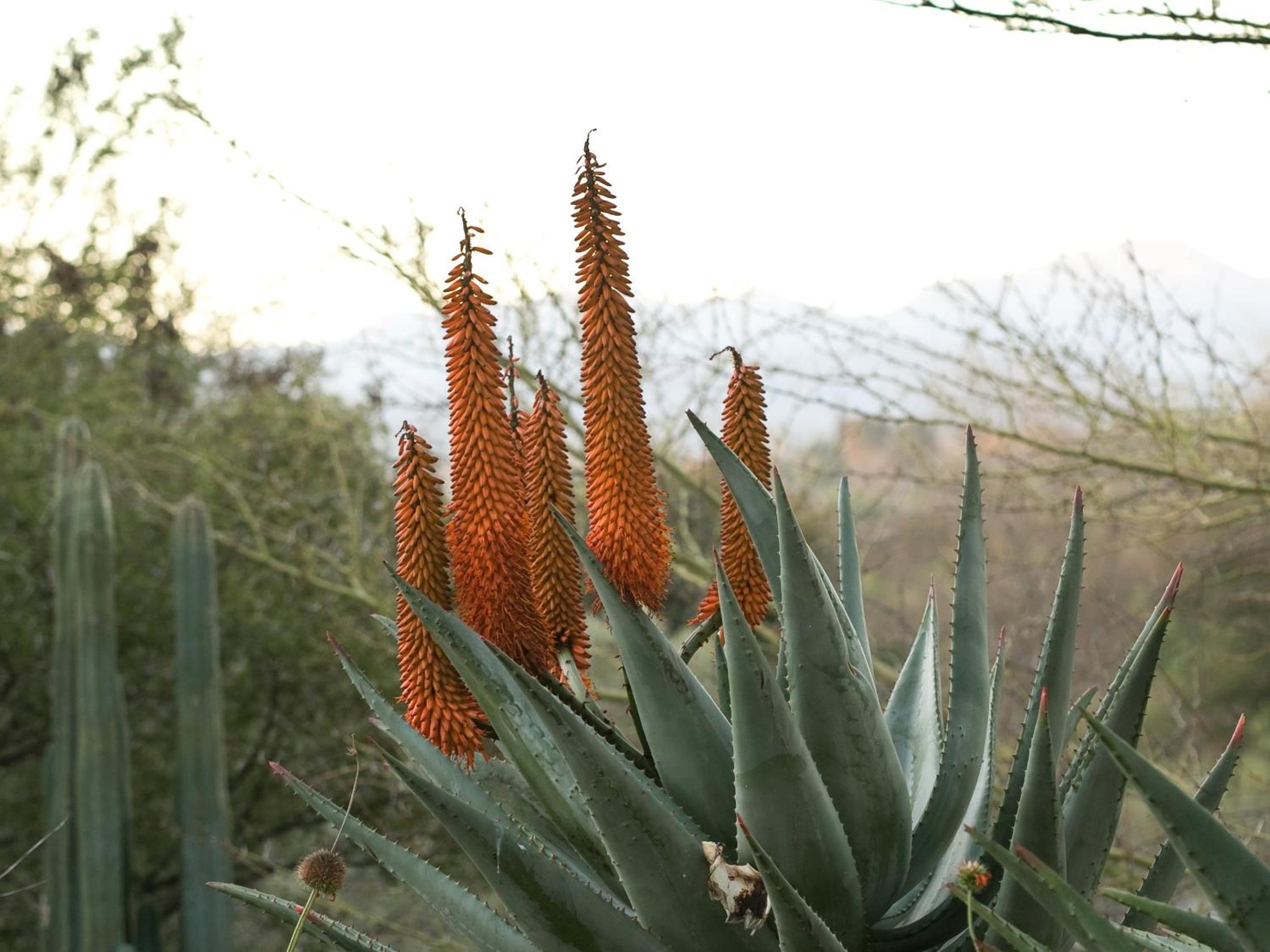 Aloe Manor