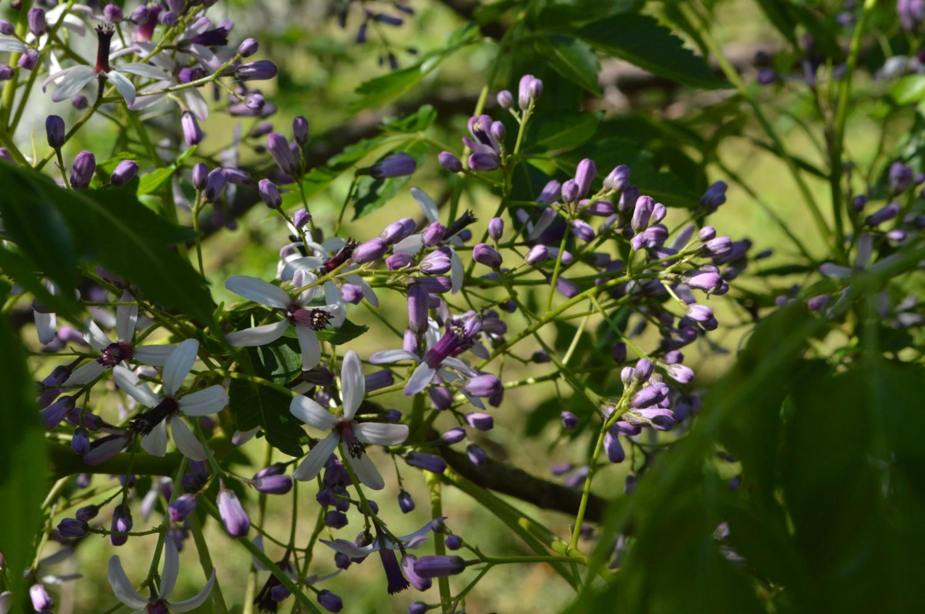 Rancho Escondido