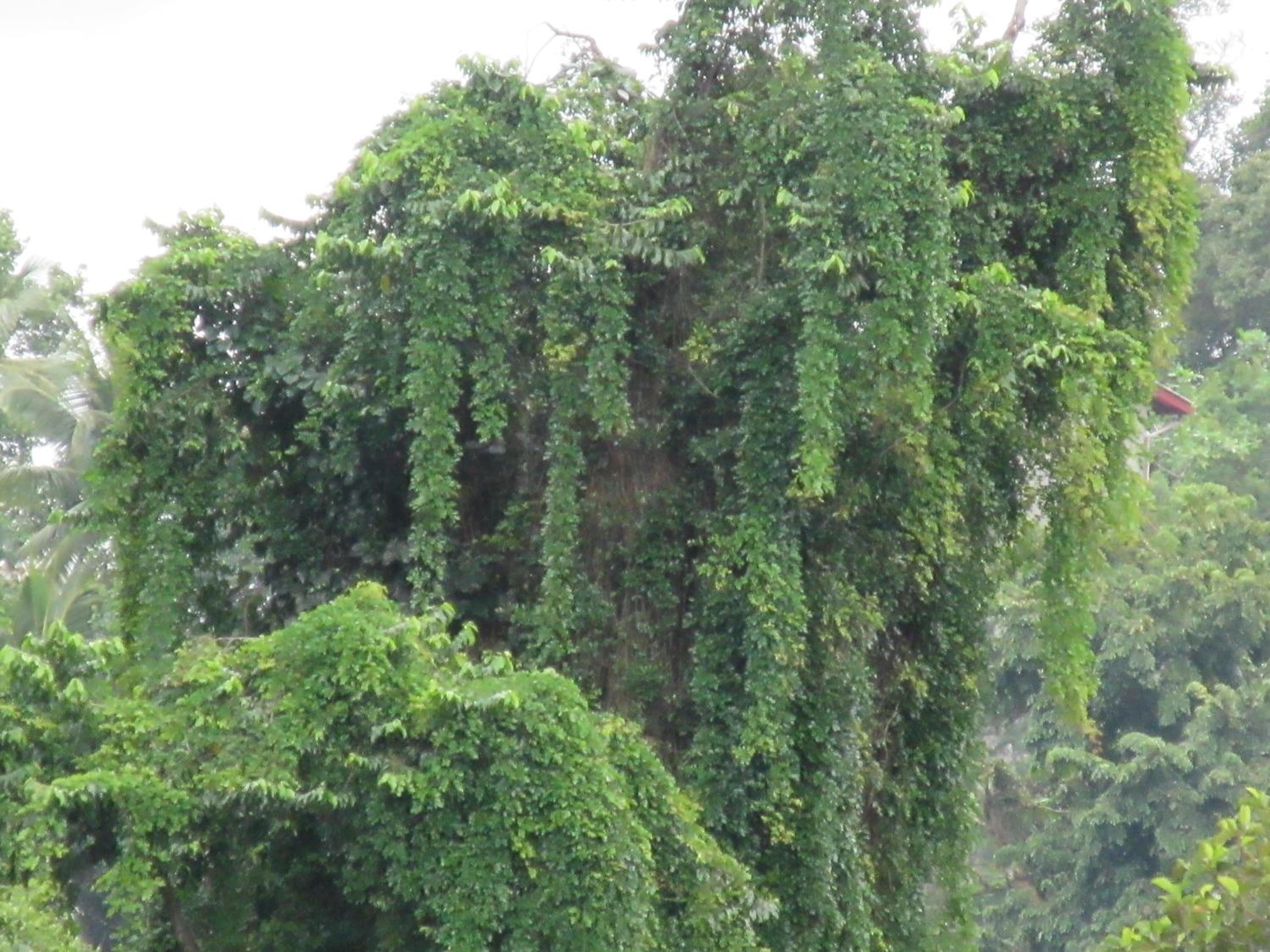 Nature Walk Resort