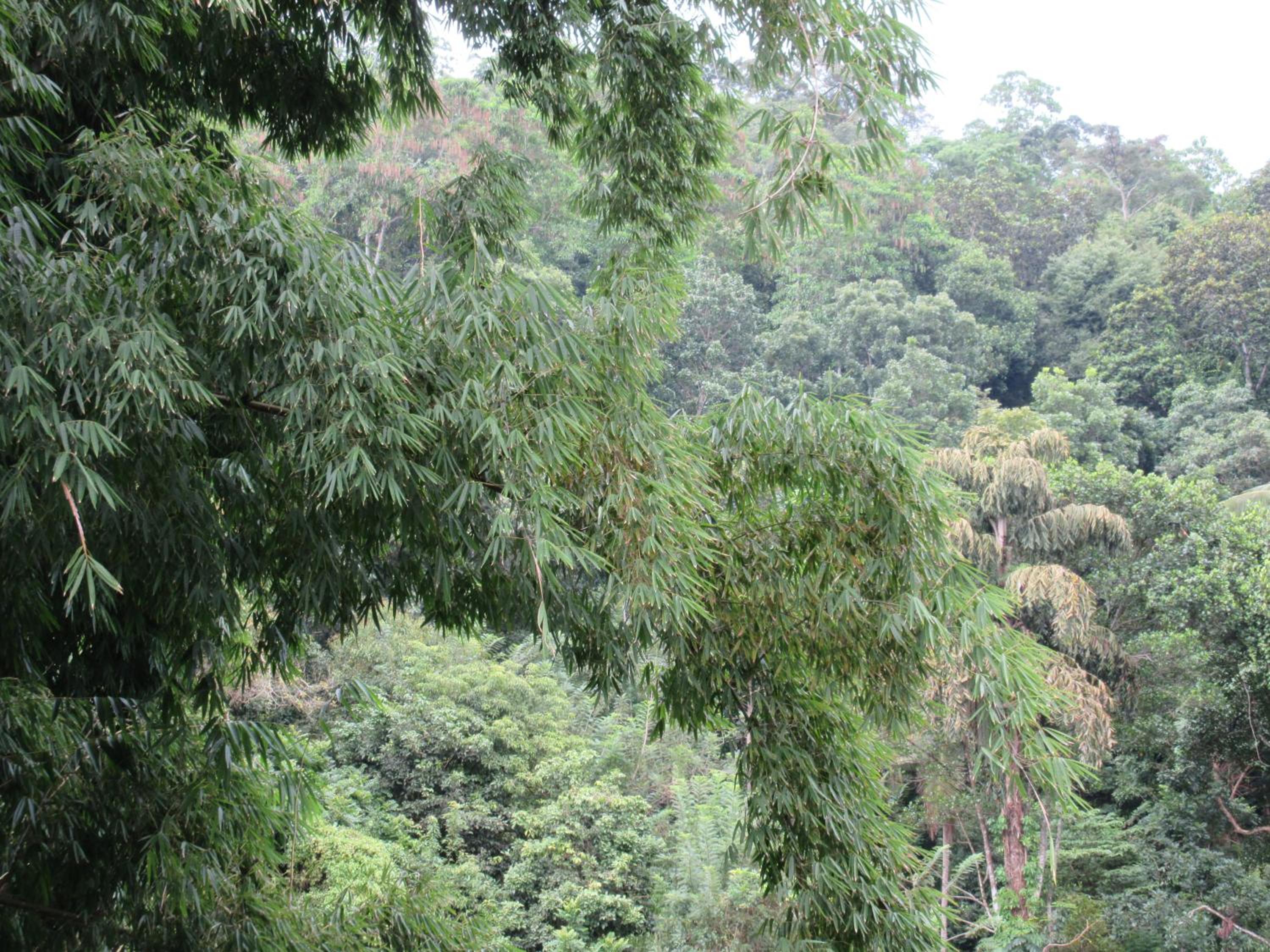 Nature Walk Resort