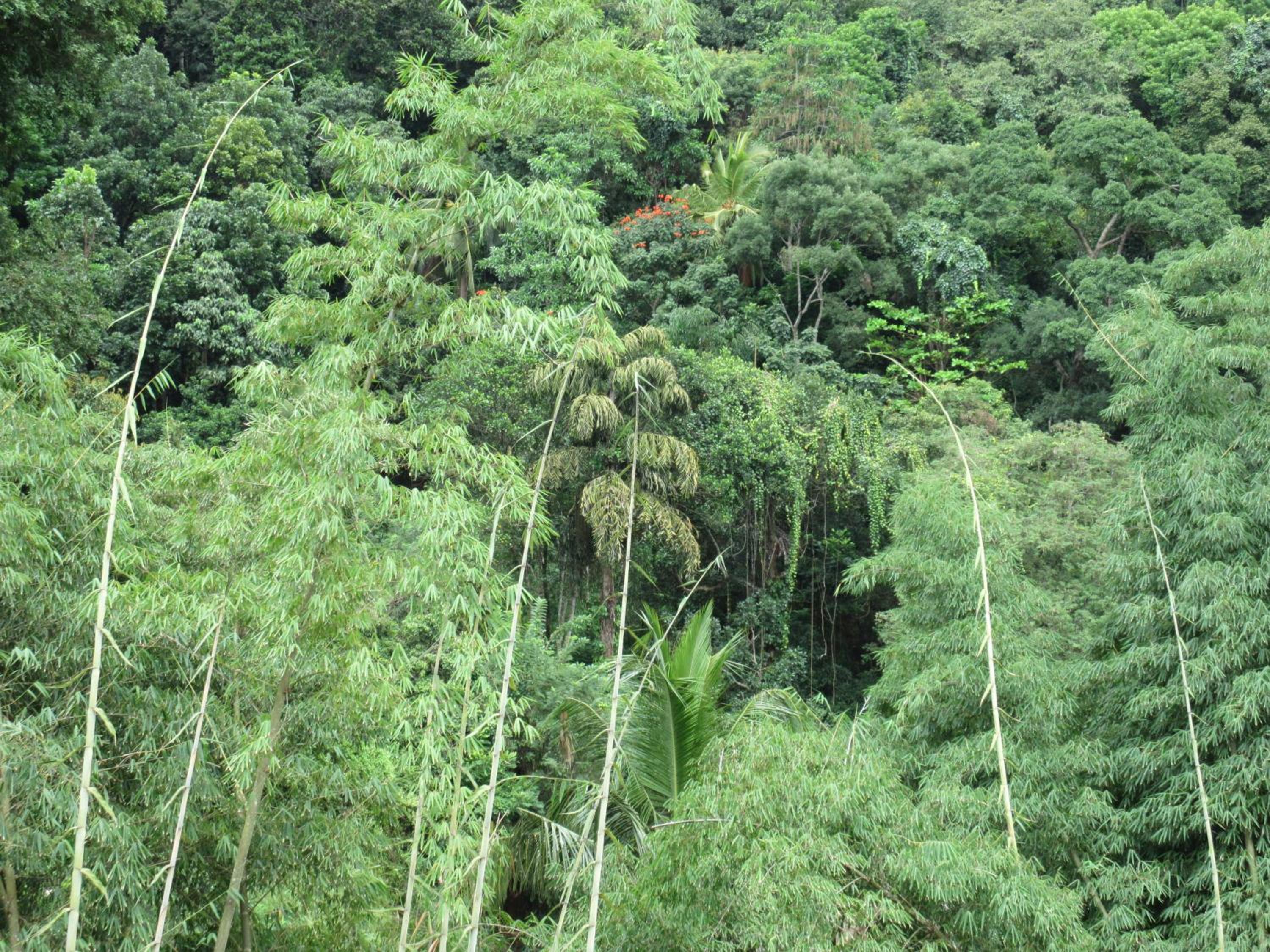Nature Walk Resort