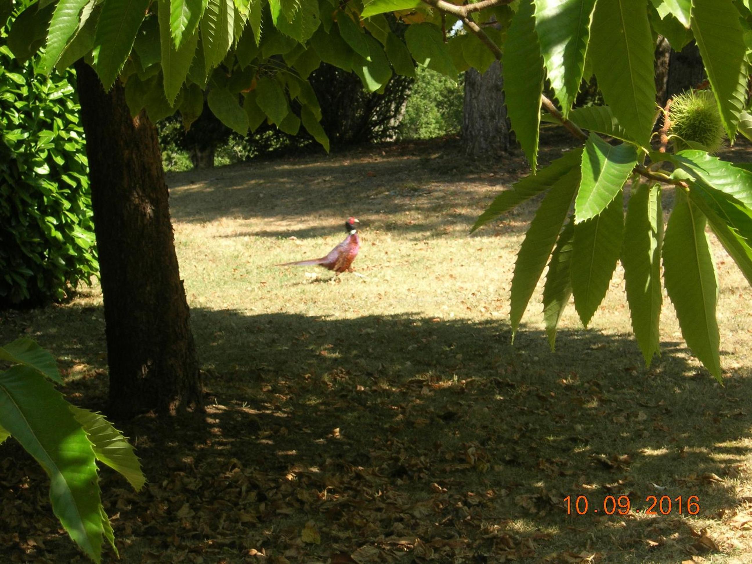 Photo 29
