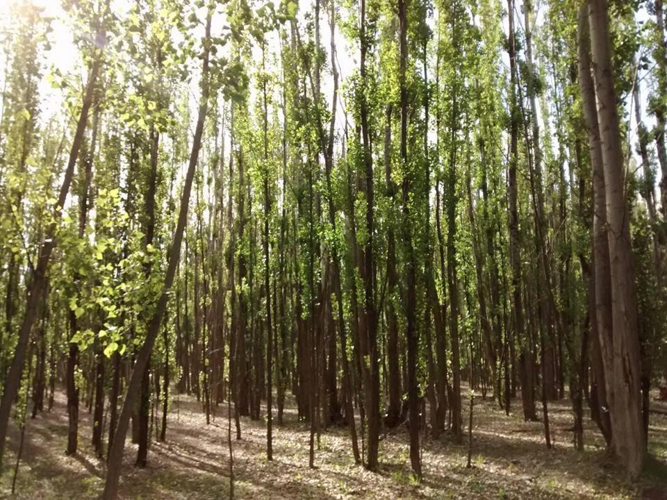 Terrazas En El Bosque Cabañas