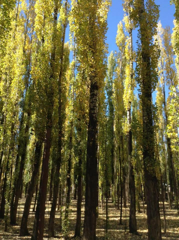 Terrazas En El Bosque Cabañas