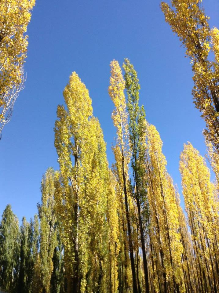 Terrazas En El Bosque Cabañas