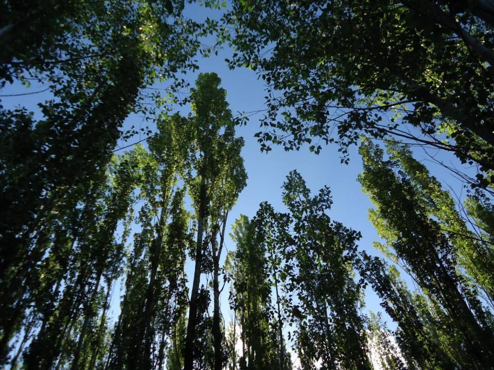 Terrazas En El Bosque Cabañas
