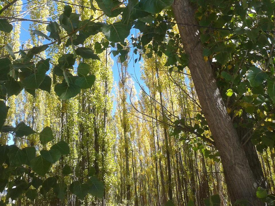 Terrazas En El Bosque Cabañas