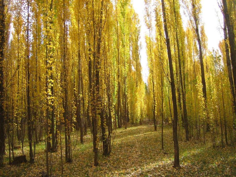 Terrazas En El Bosque Cabañas