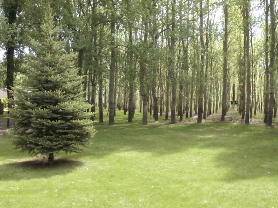 Terrazas En El Bosque Cabañas