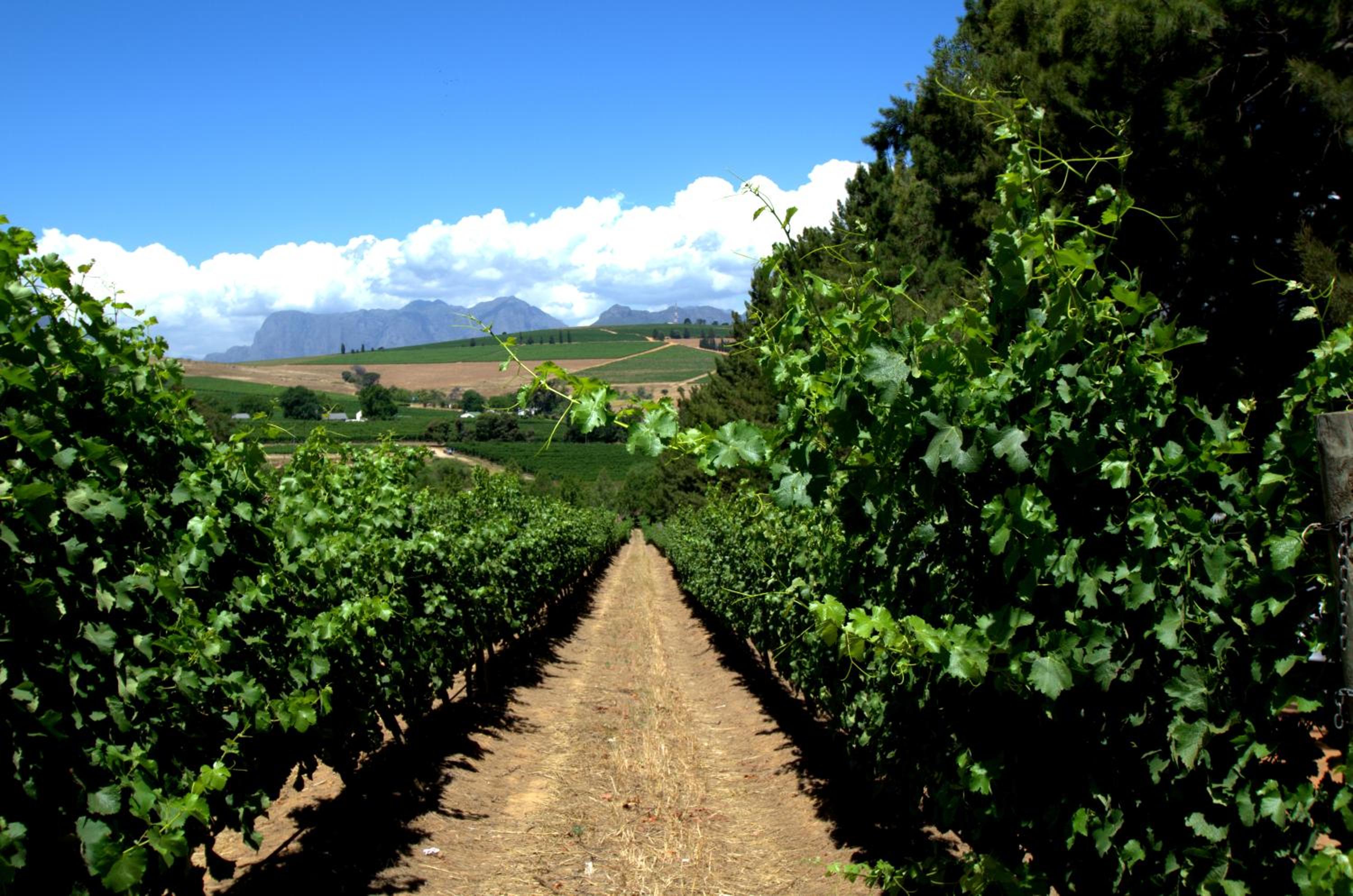 Clos Malverne Wine Estate