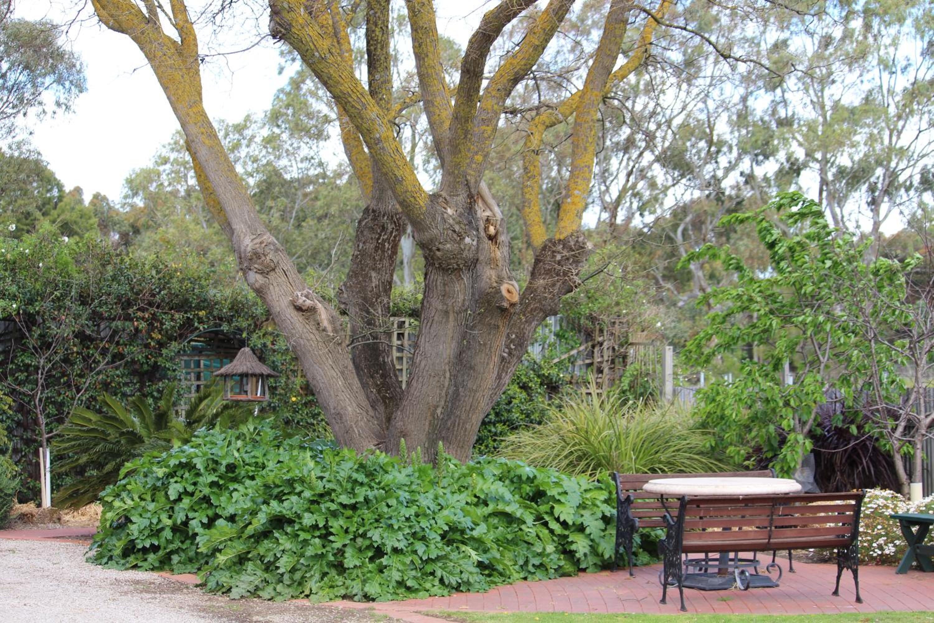 Barossa House
