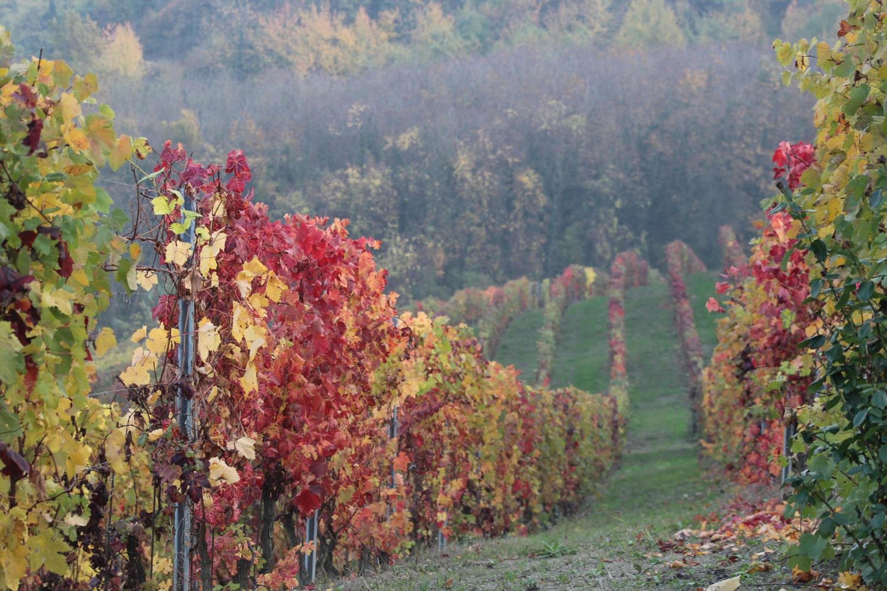 La Terrazza sul Monferrato view 4