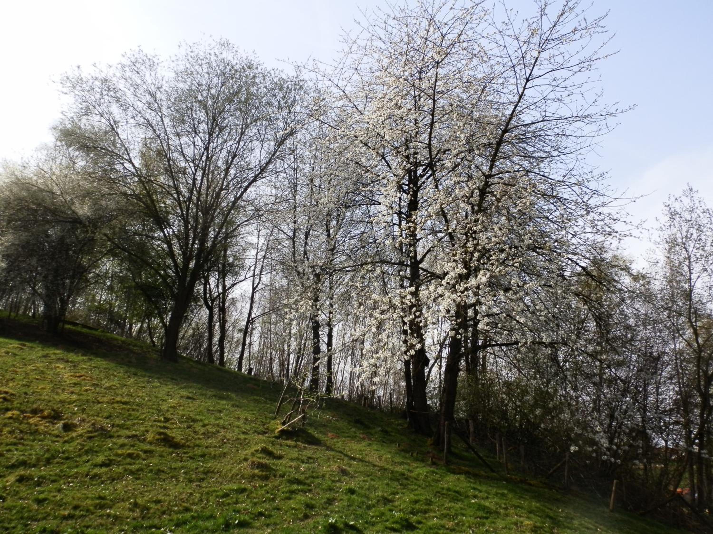 Photo 49