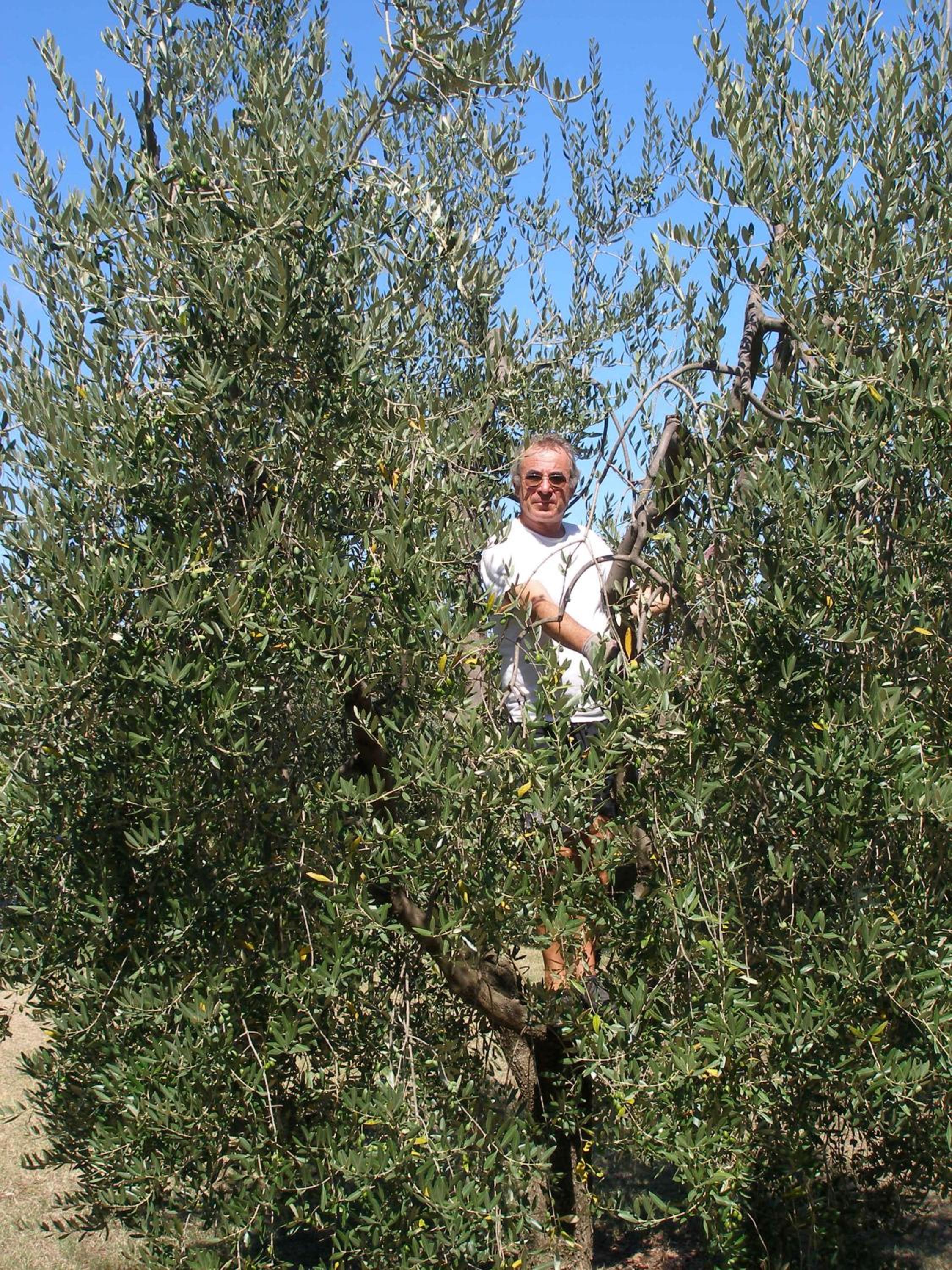 Podere Bellavista
