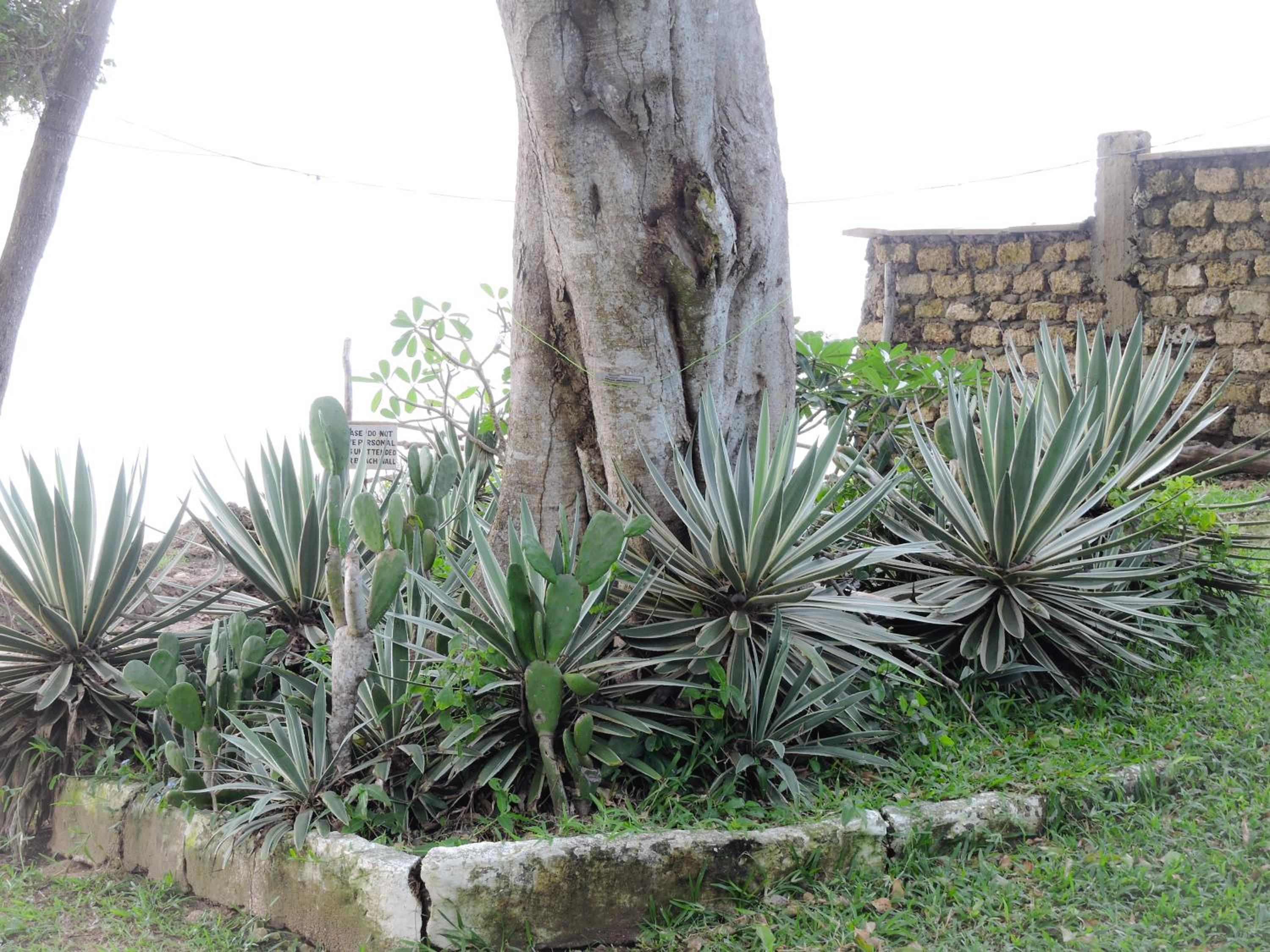 Diani Beachalets