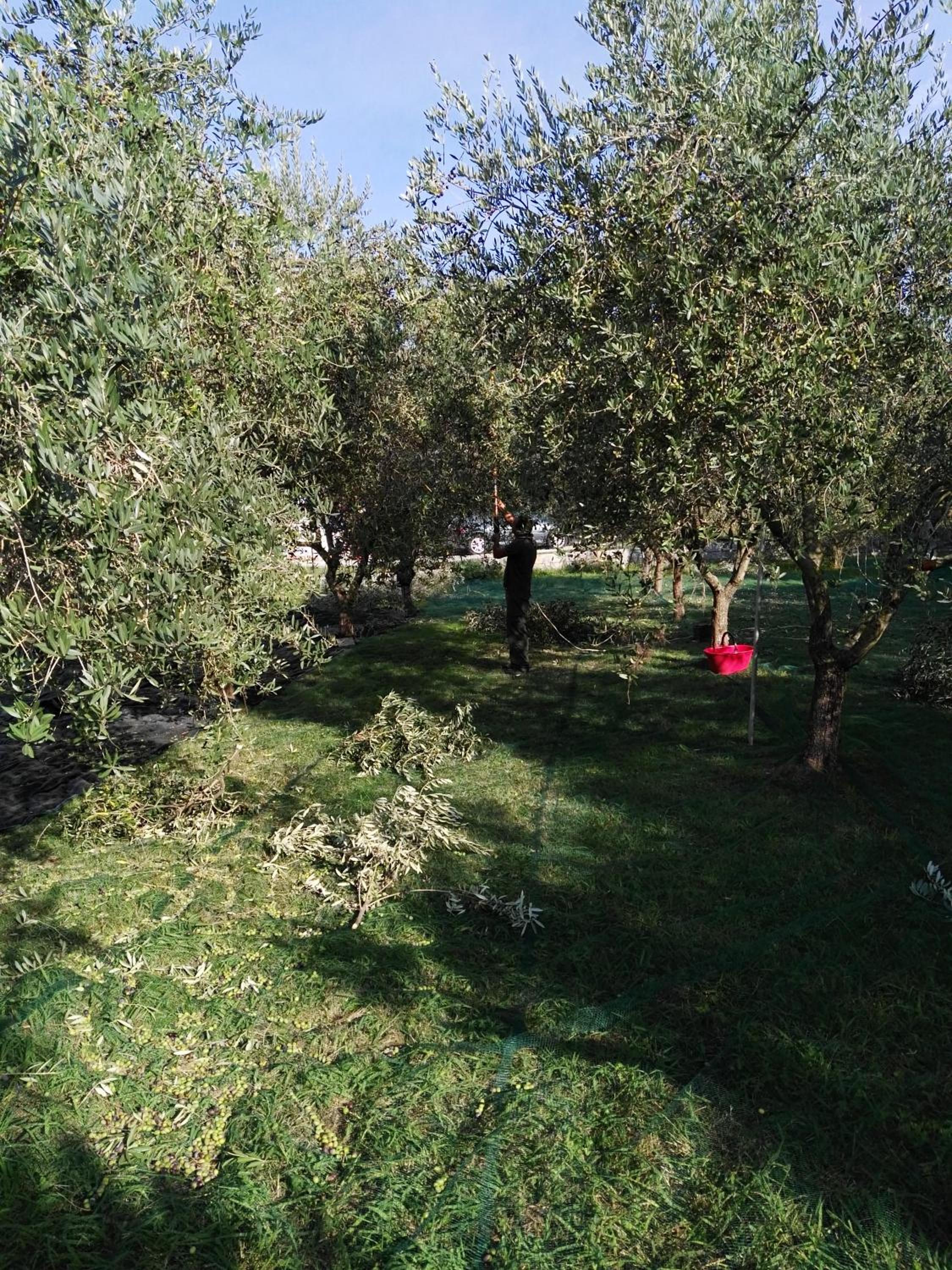 Photo 44