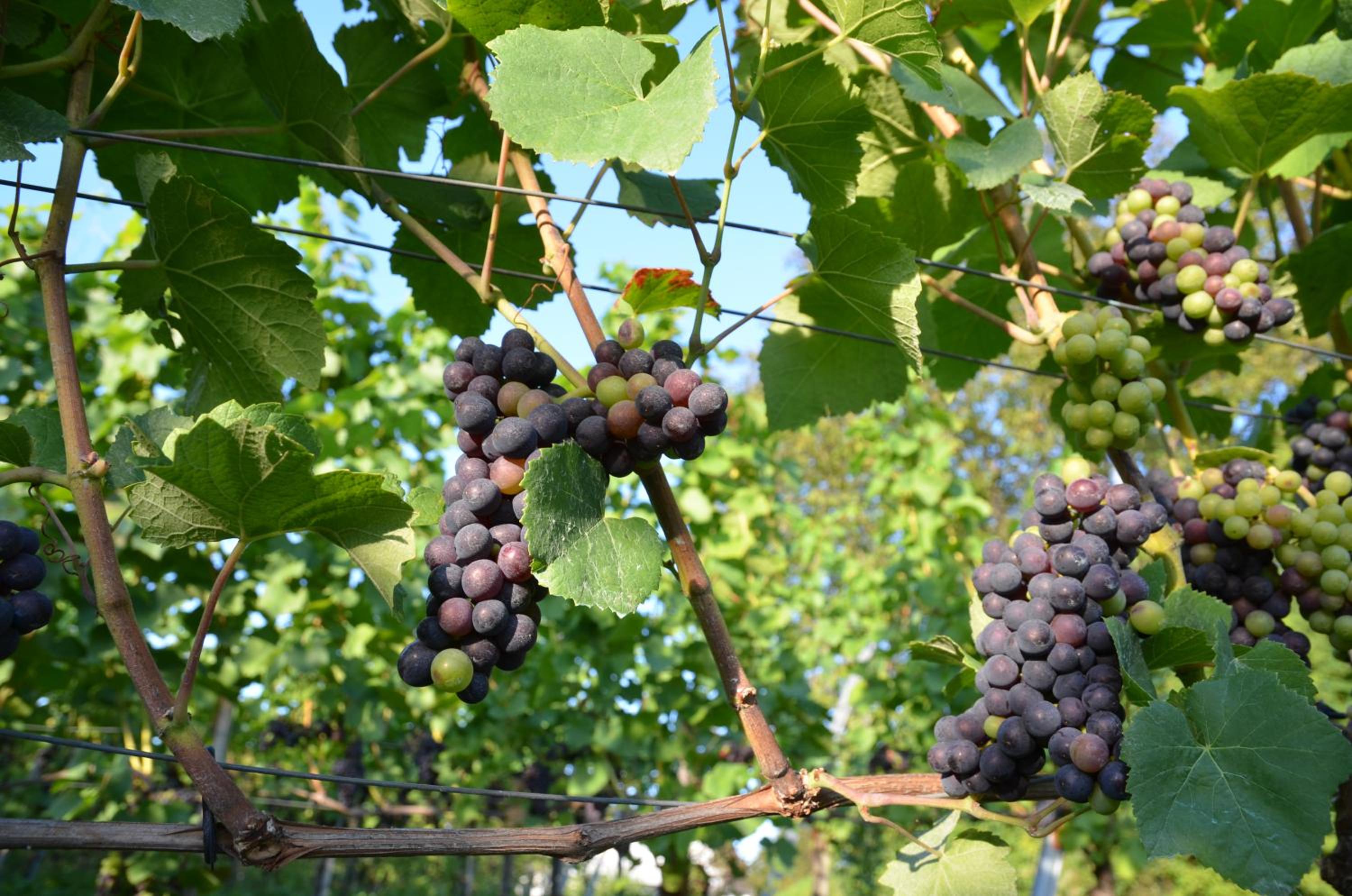 Seebrise mit Musik und Wein