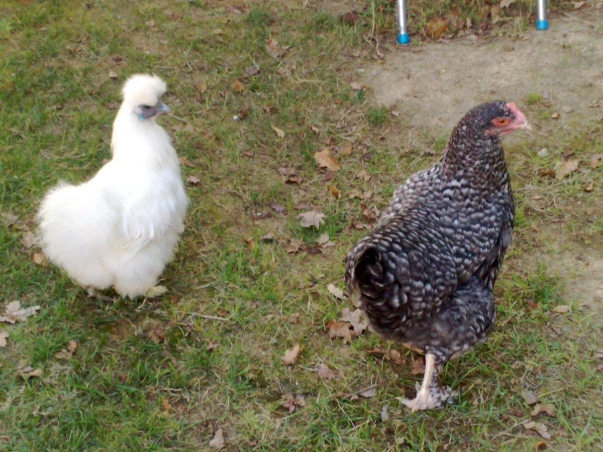 Charmante Dependance - Property Image 3