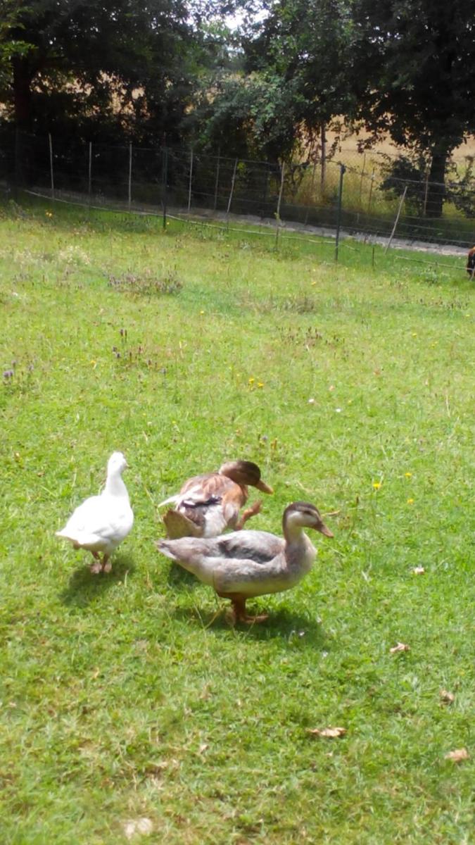 Charmante Dependance - Property Image 2