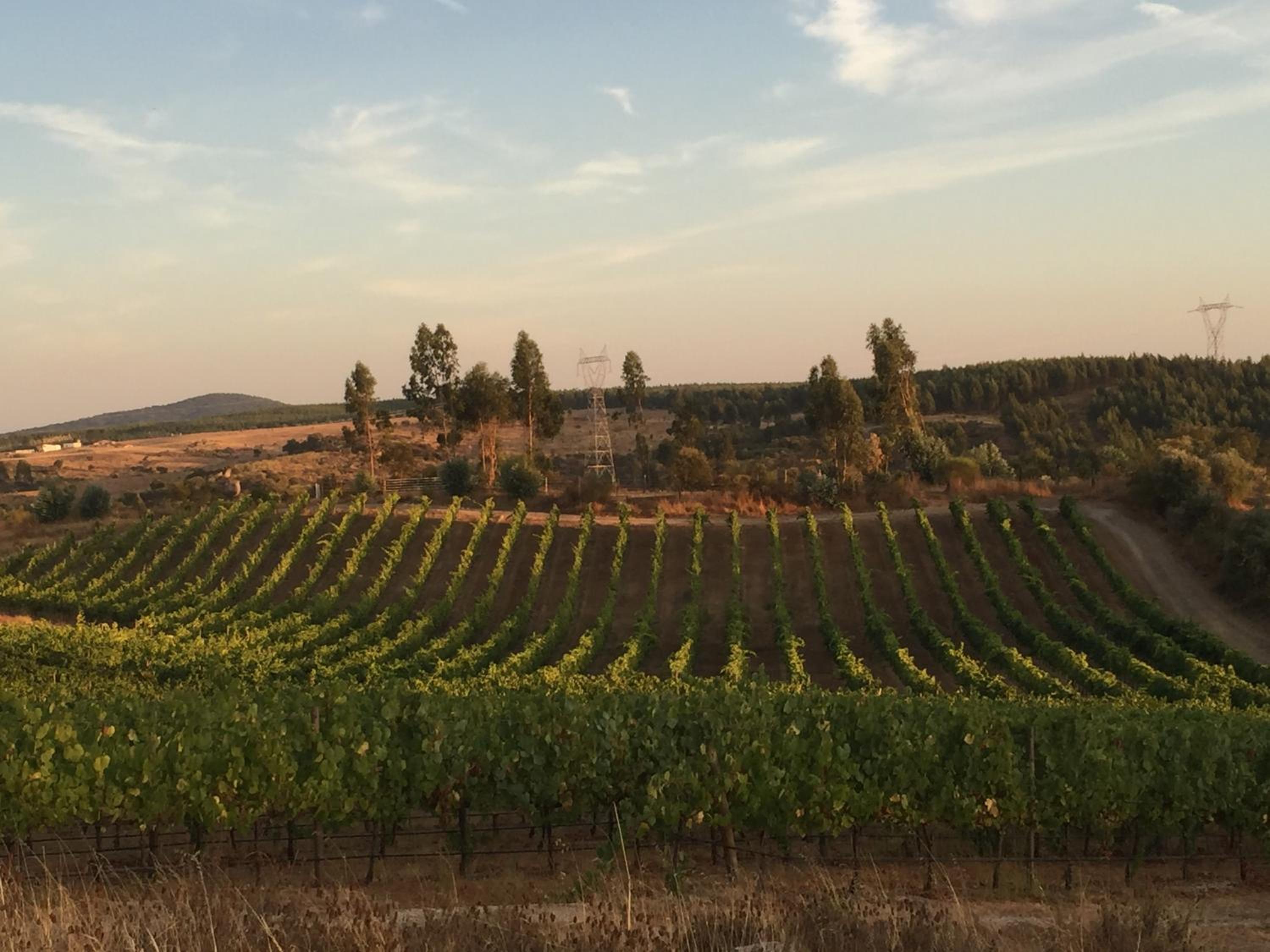 Herdade do Gamito view 2