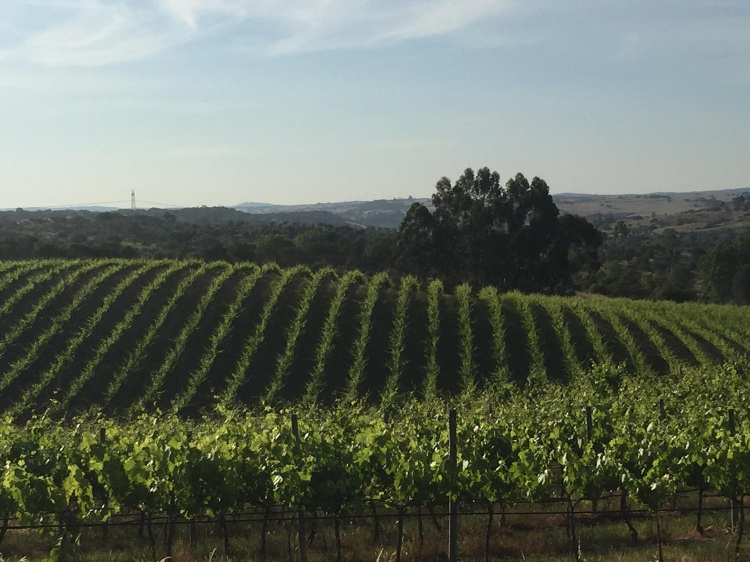 Herdade do Gamito view 4