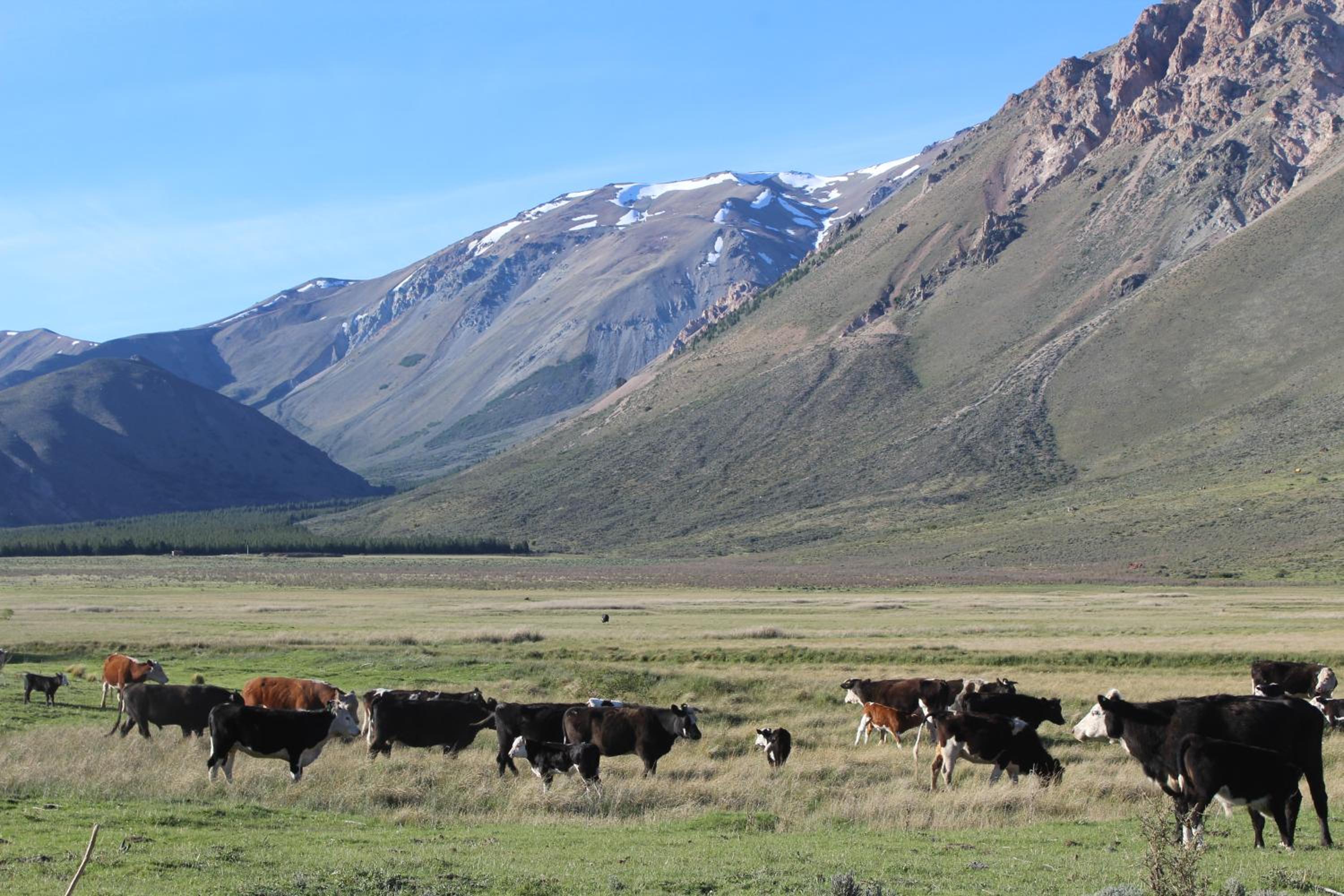 Maitenes Del Percy