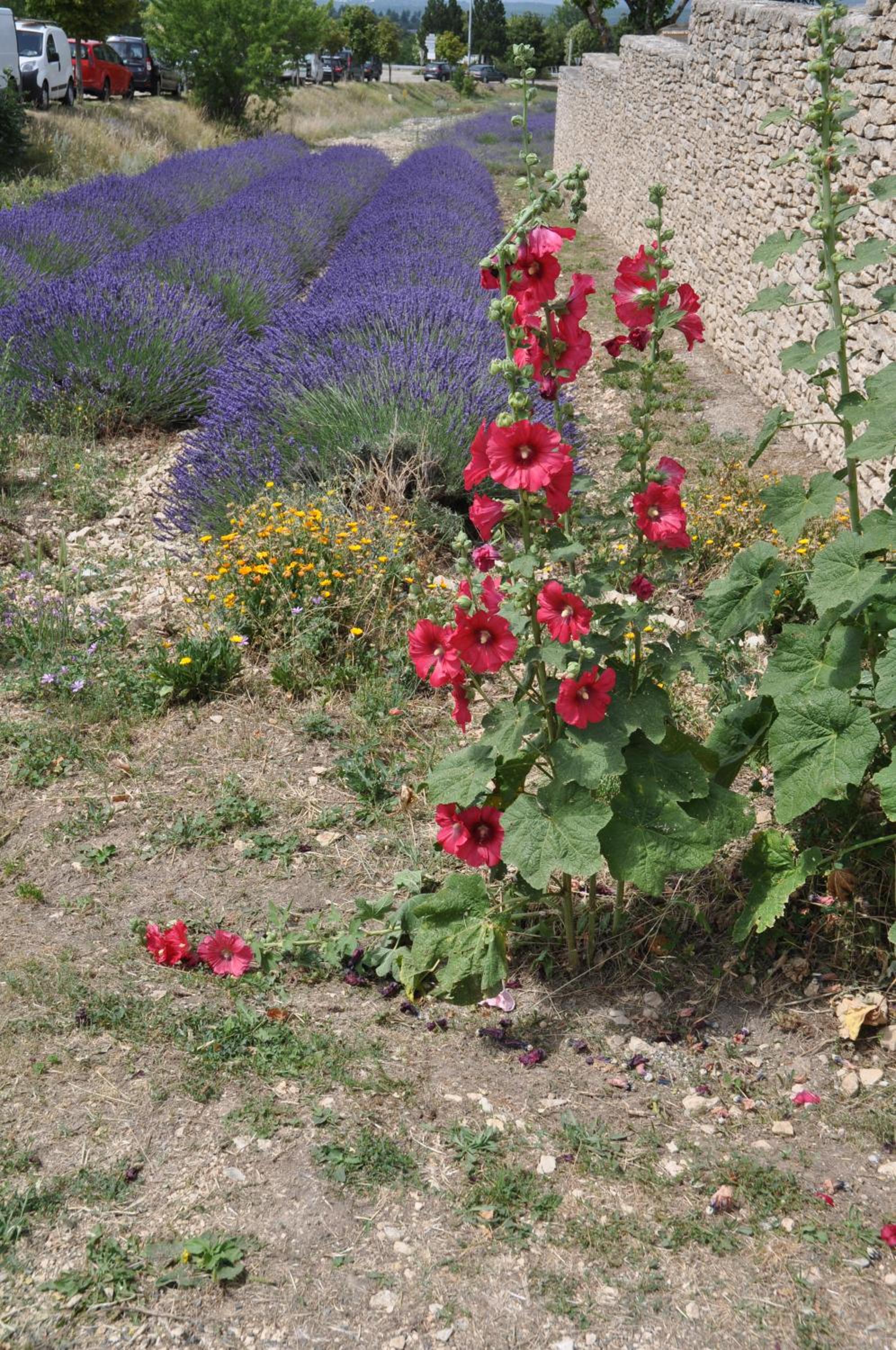 Le Petit Labouret