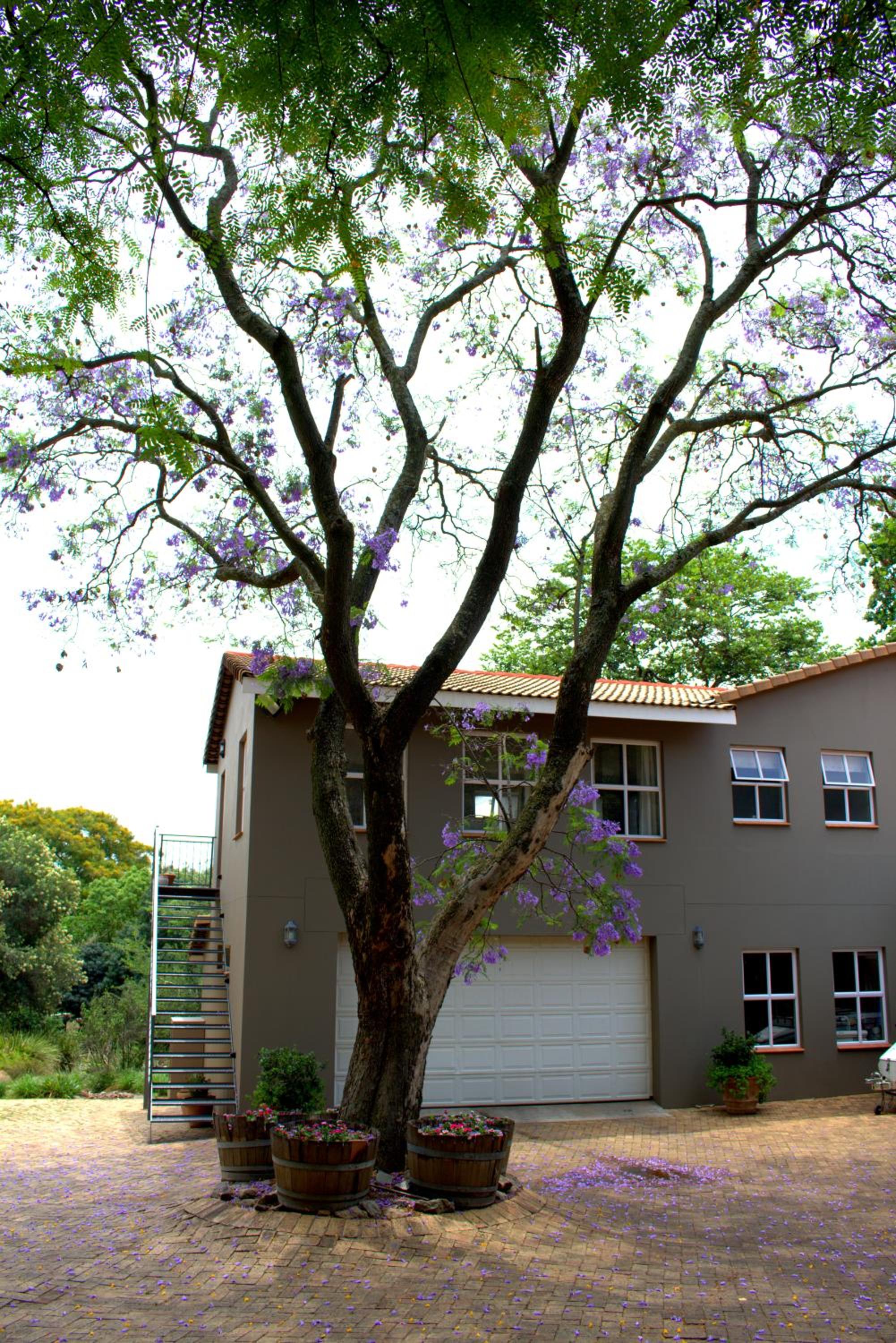 Wild Olive Executive Suite