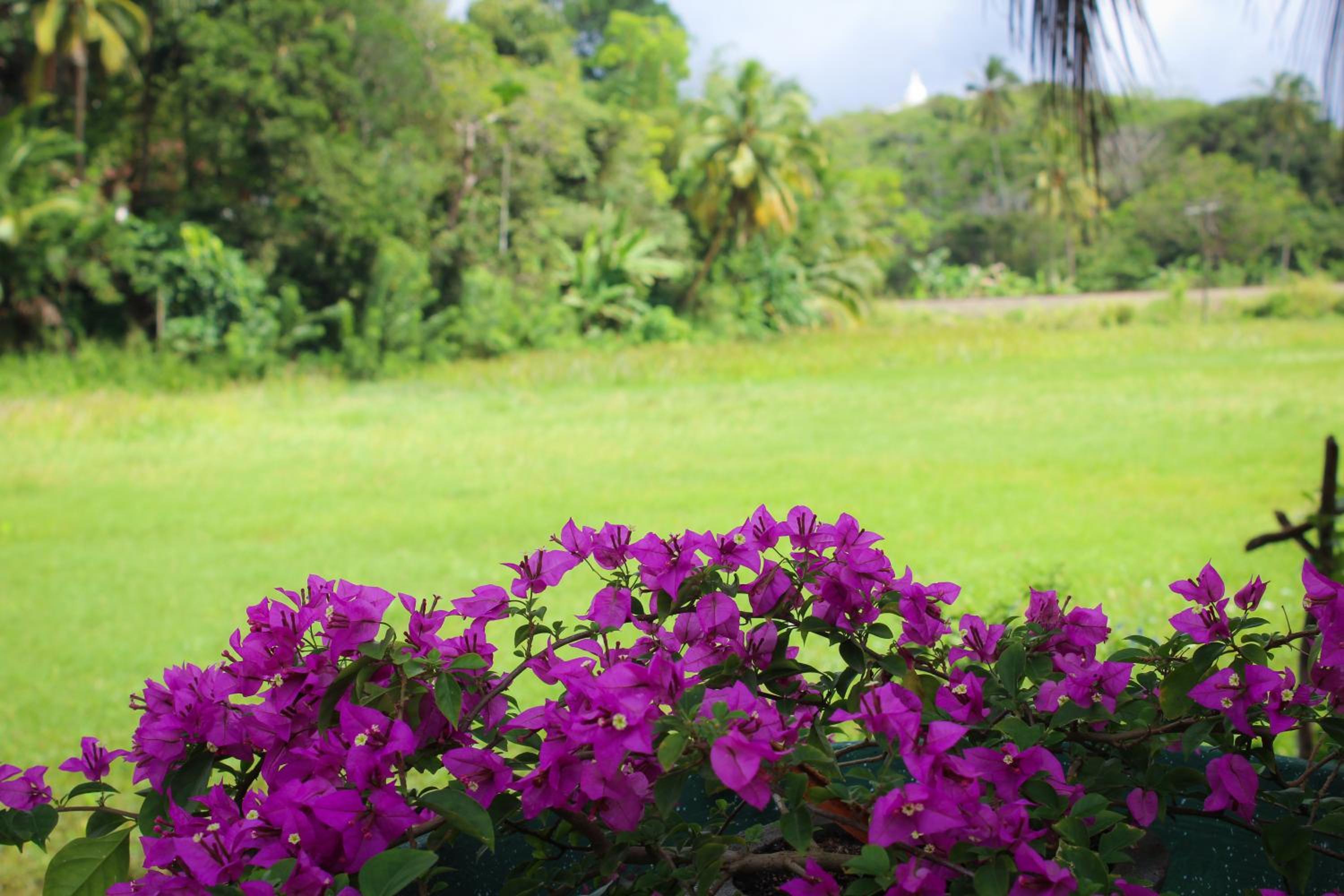 Paddy Field View Resort view 4