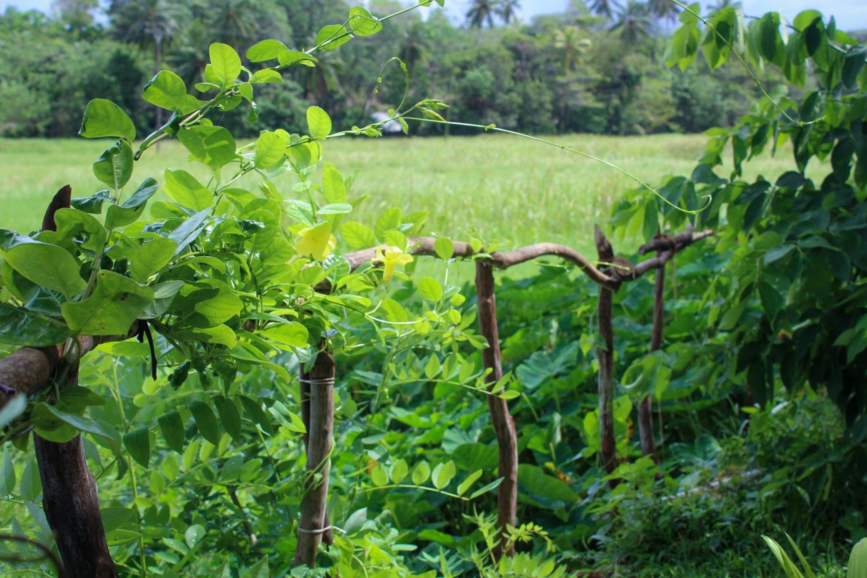 Paddy Field View Resort view 5