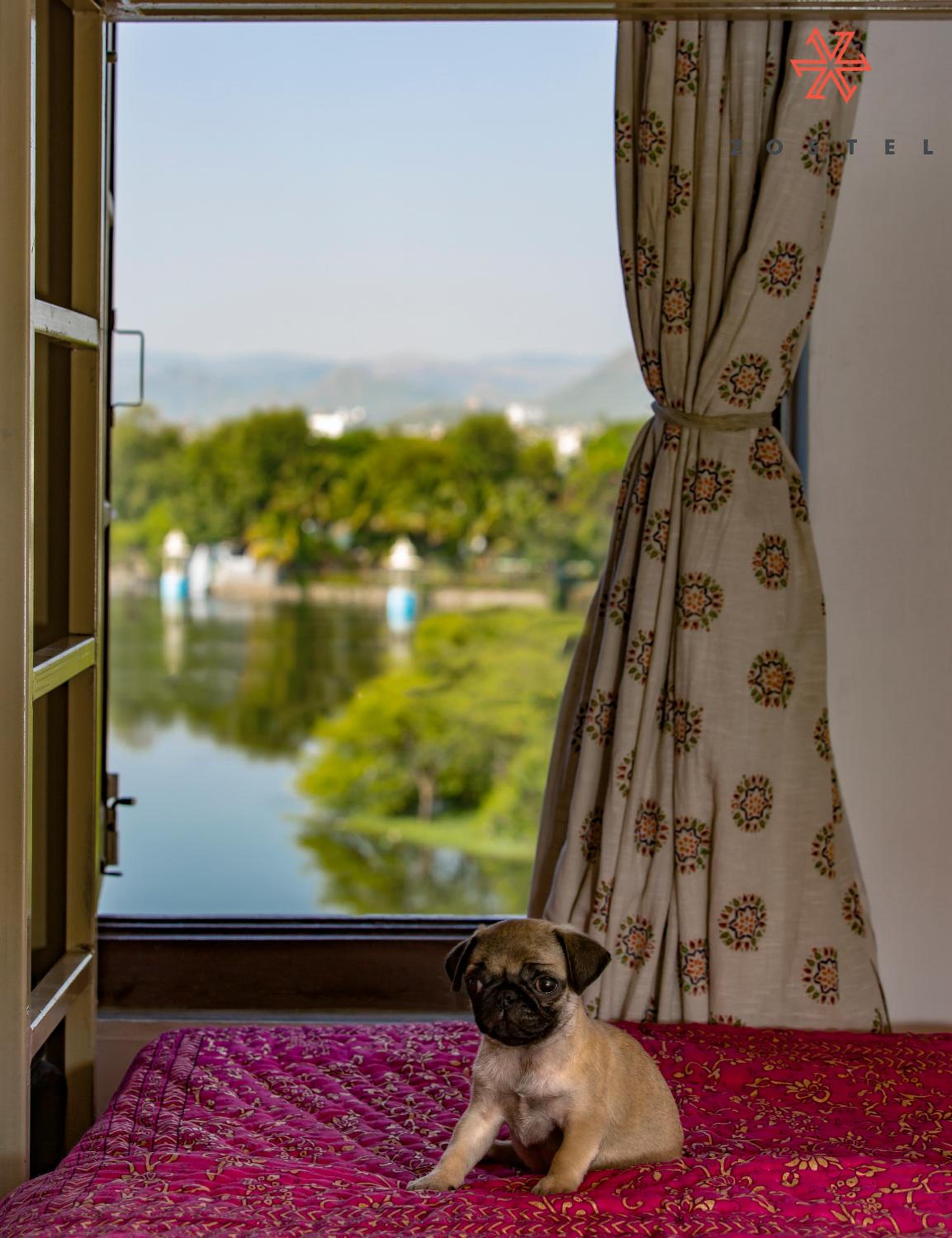 Zostel Udaipur - Hostel 16