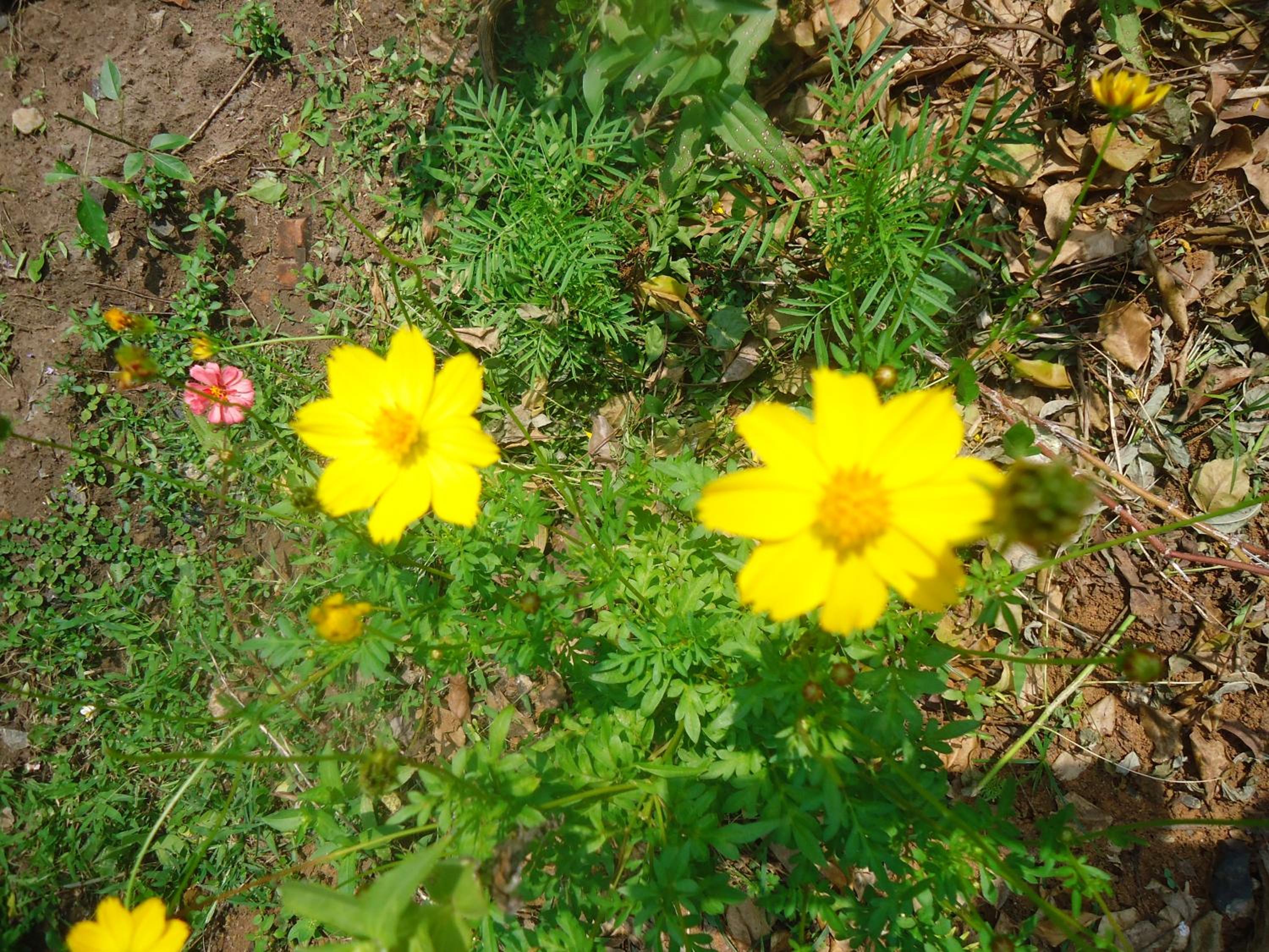 Photo 50
