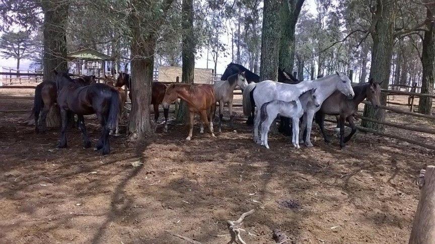 Black Horses Lodge & Conferencing