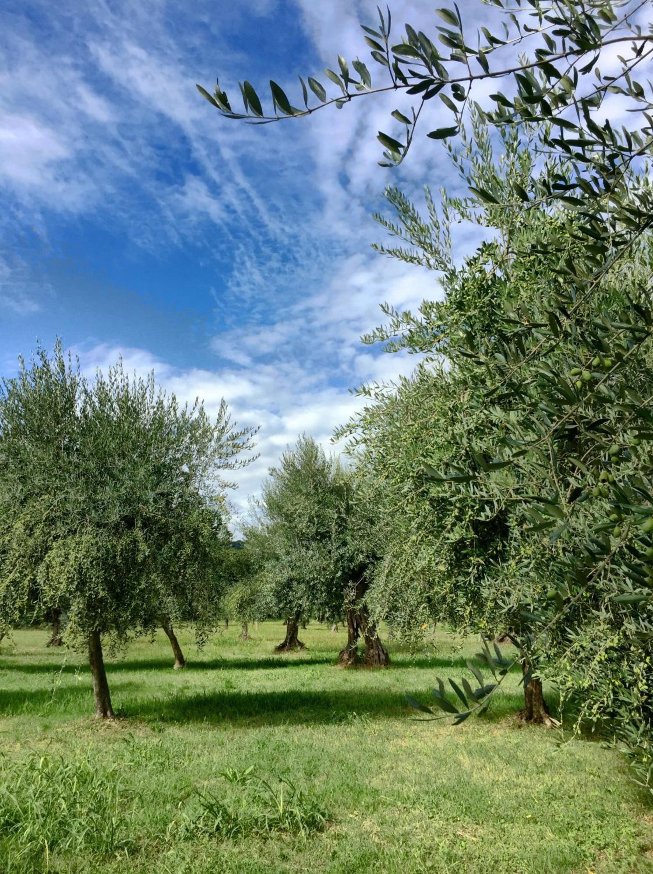 Il Piratello - Agriturismo Baldeschi