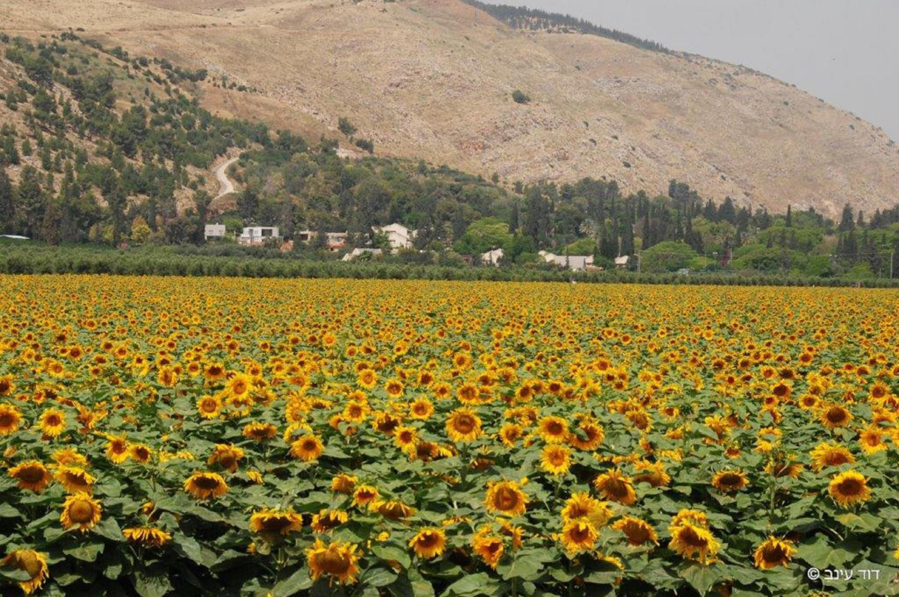 Bait Alfa Kibbutz Country Lodging
