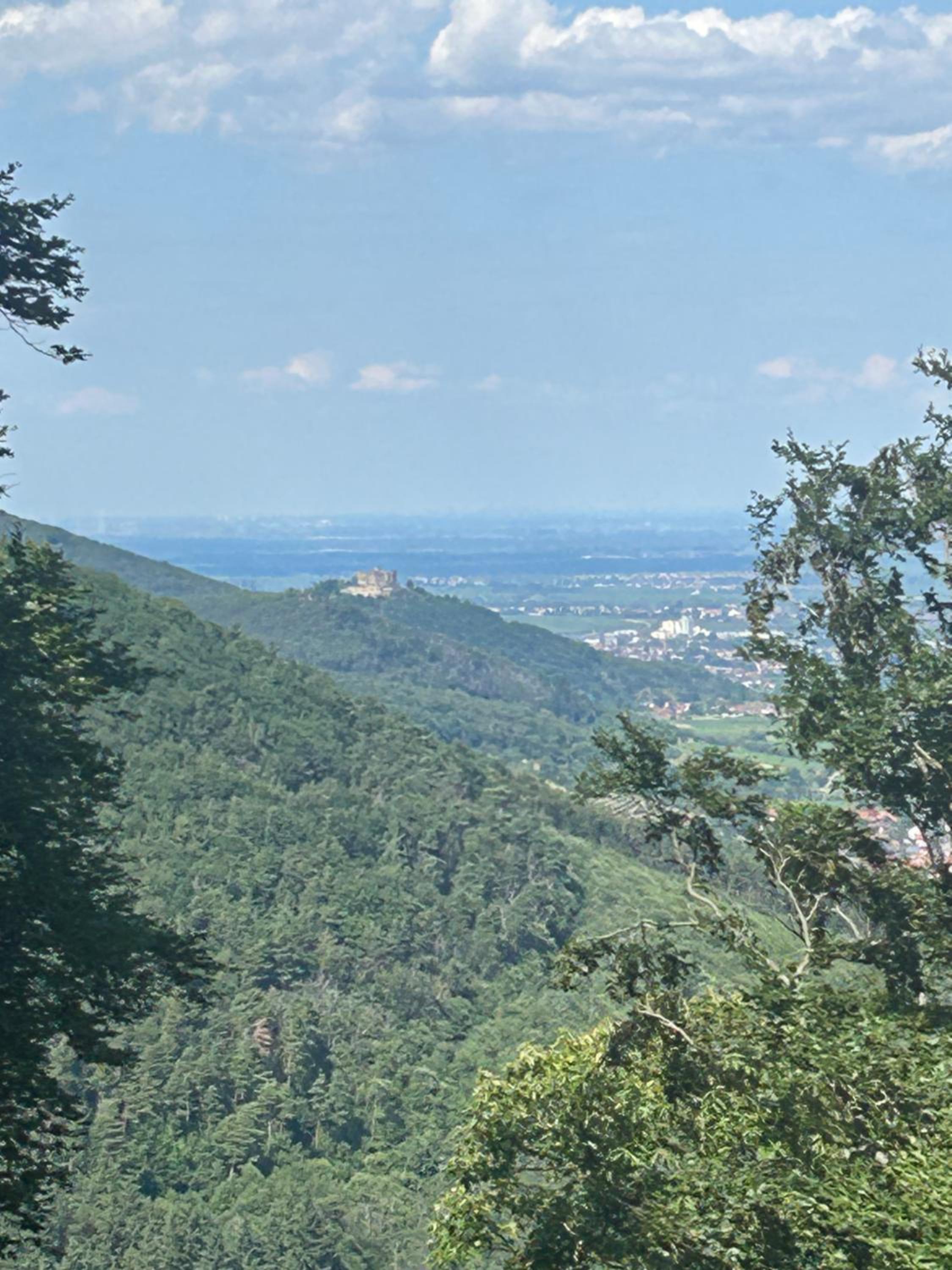 WeinQuartier Minges, photo 8