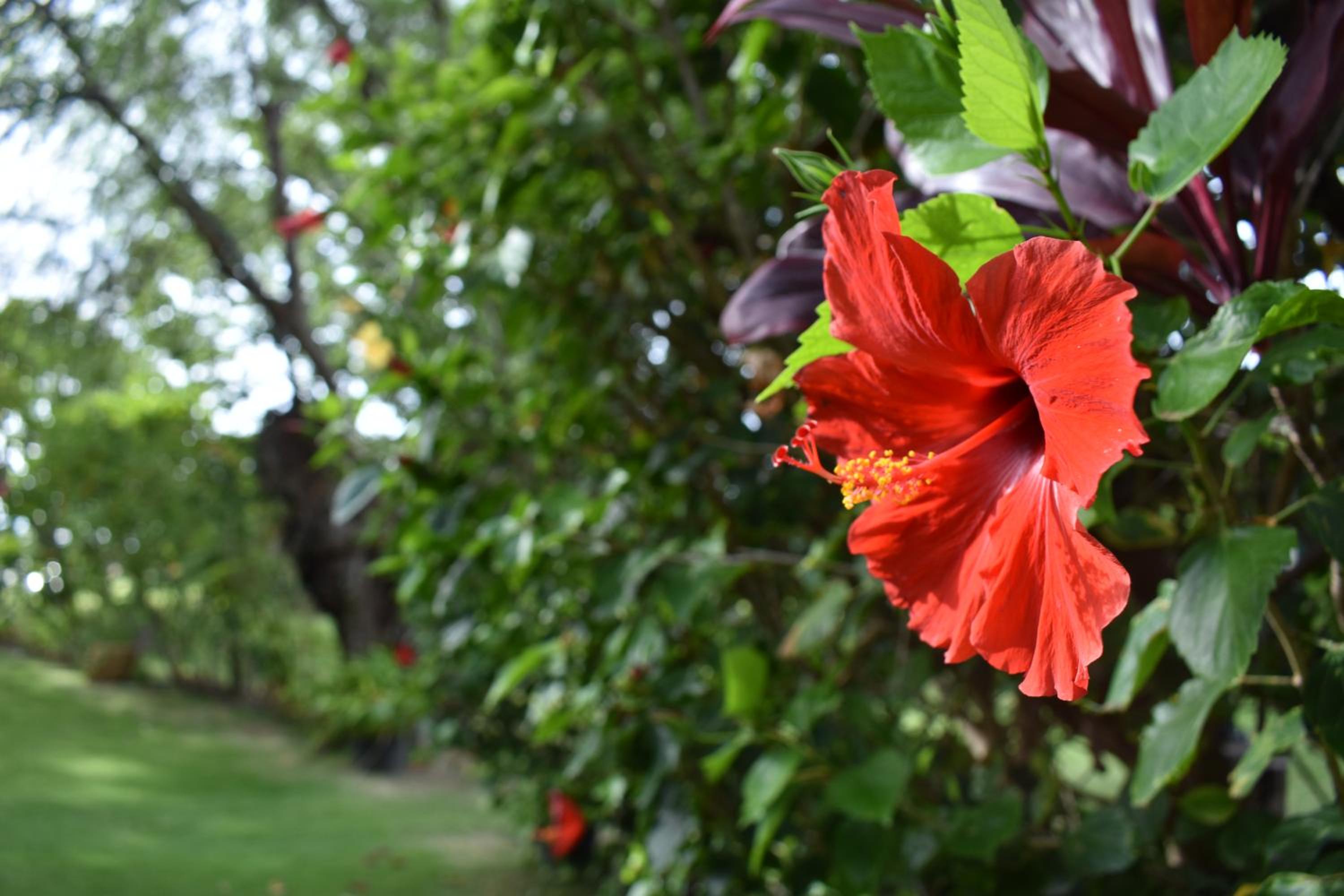 Nona Lani Cottages