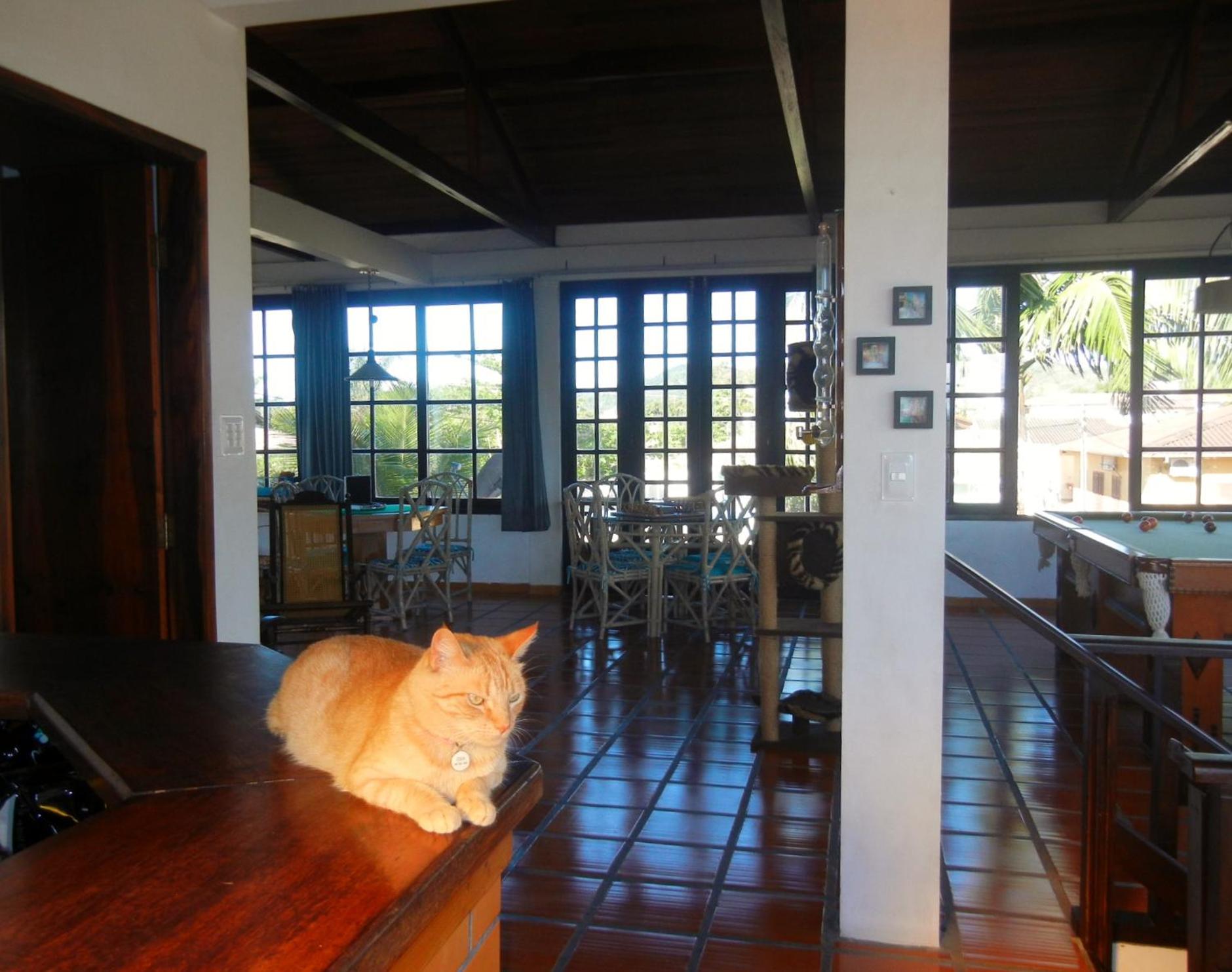 The Cats' House