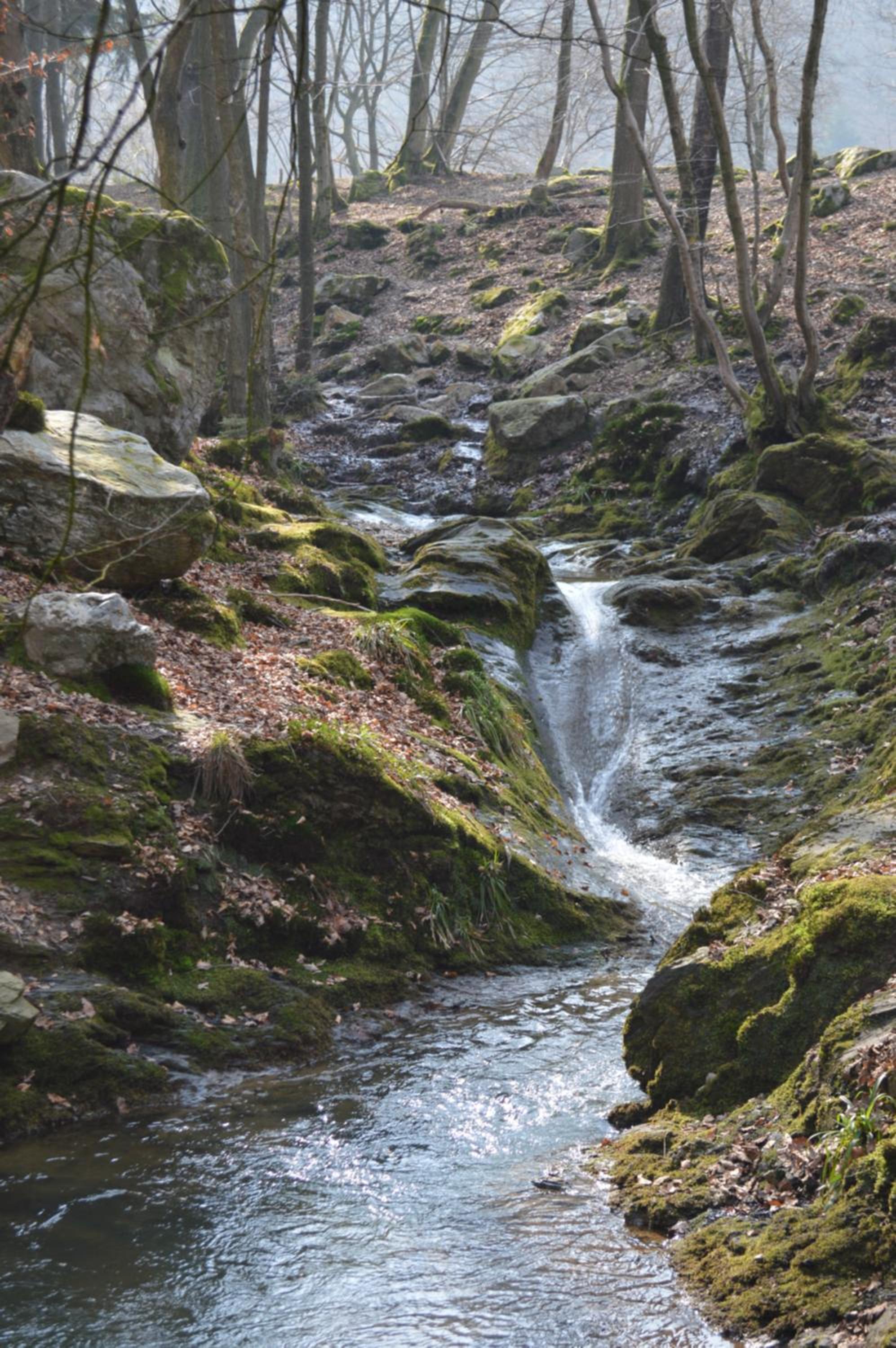 La Lisière