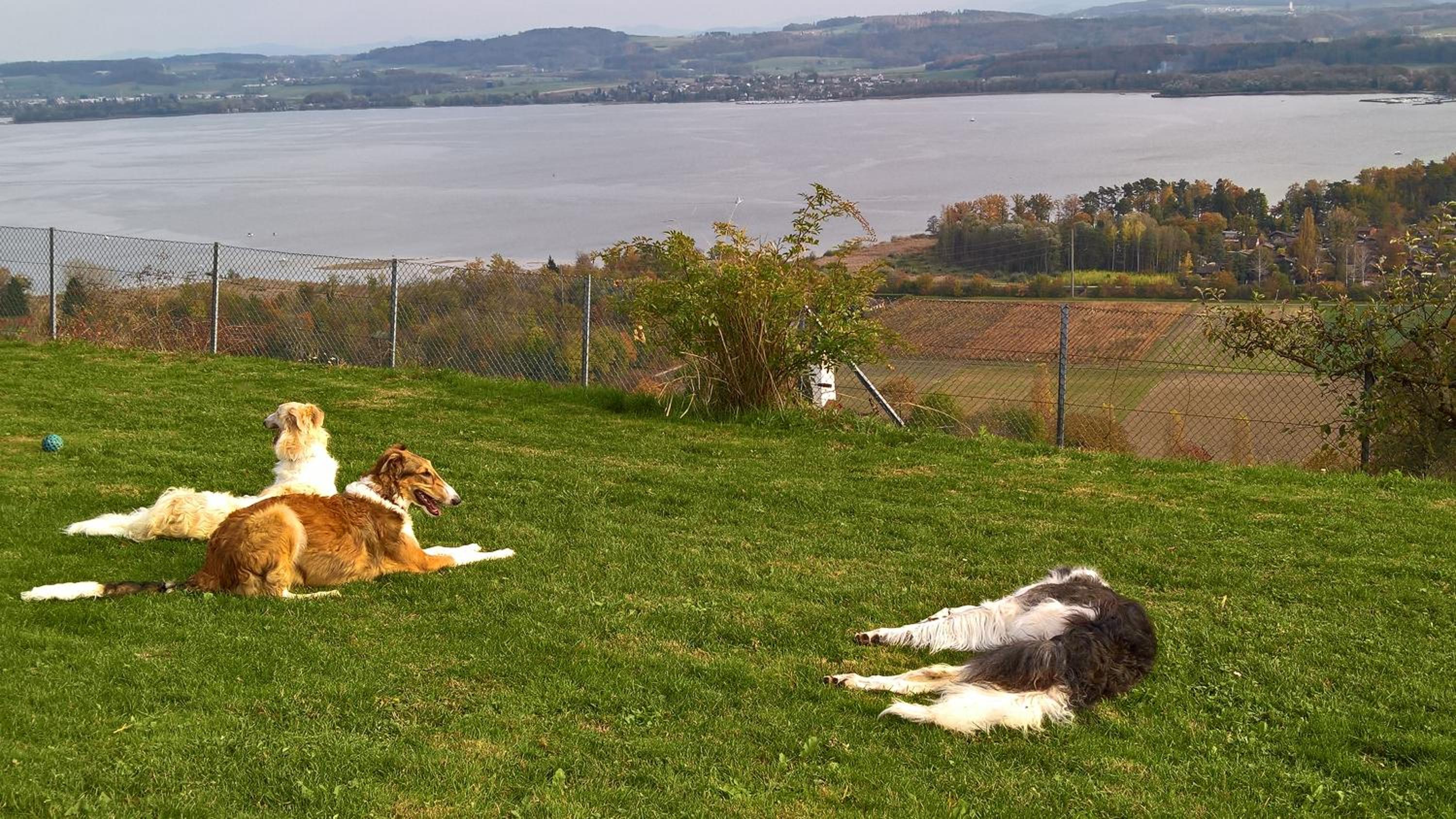Swiss Borzoi House