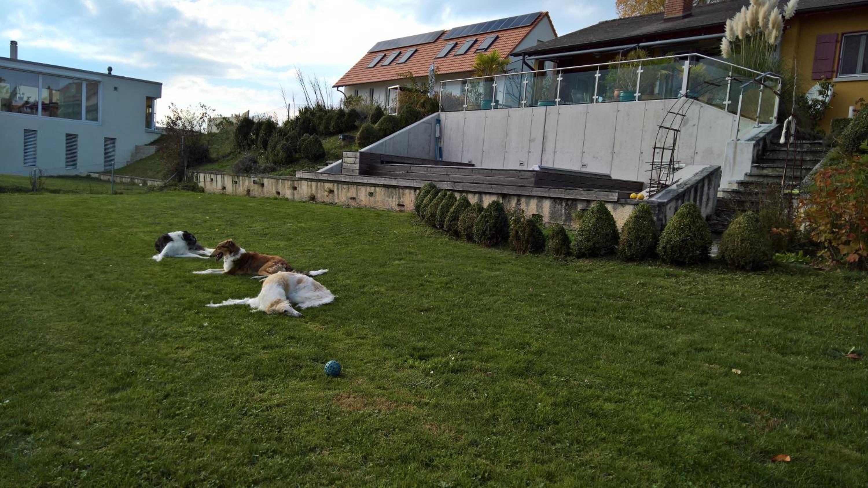 Swiss Borzoi House